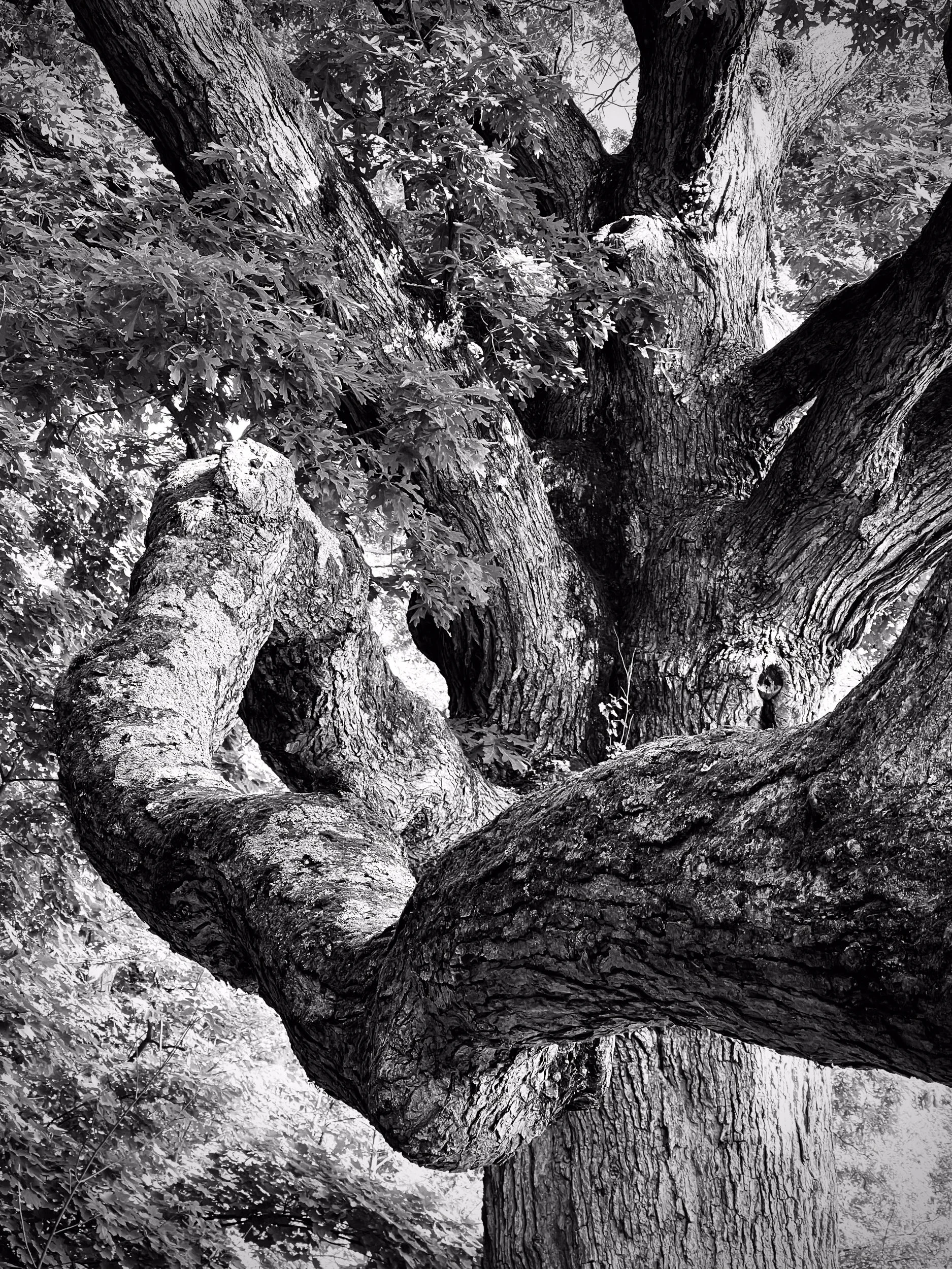Serpentine Branches of Ancient White Oak