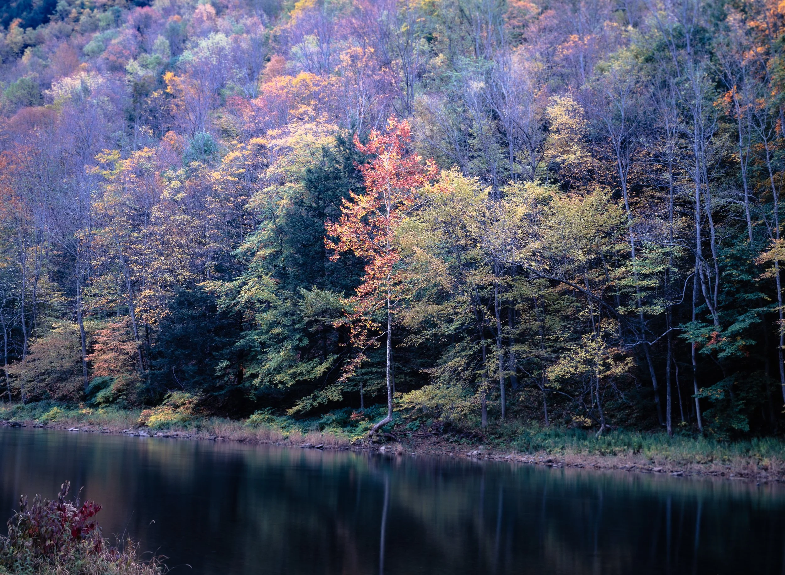 Pine River Gorge - Sycamore