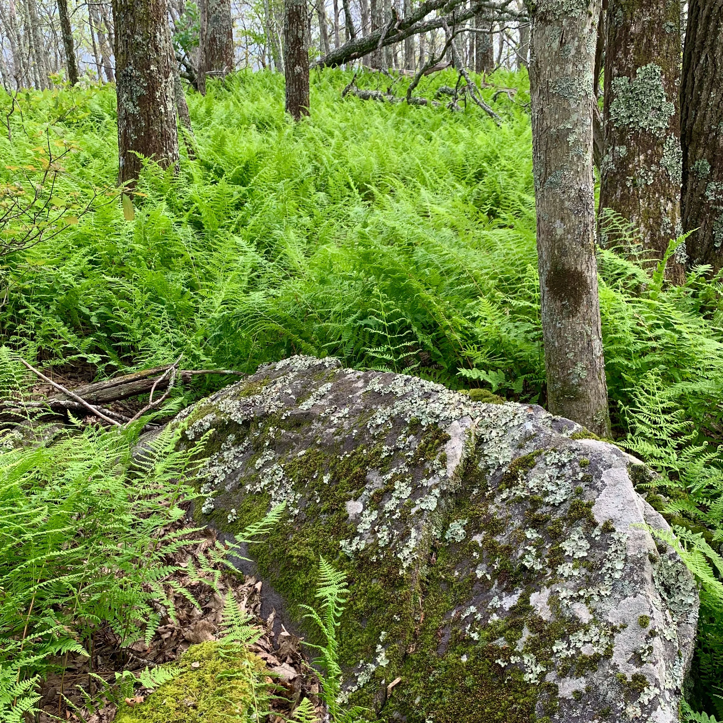 Rock Moss and Ferns