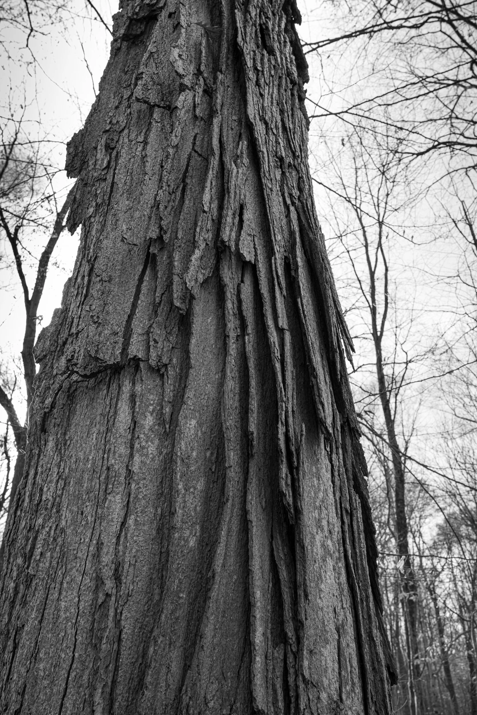 White Oak Tree w/Shingles of Bark