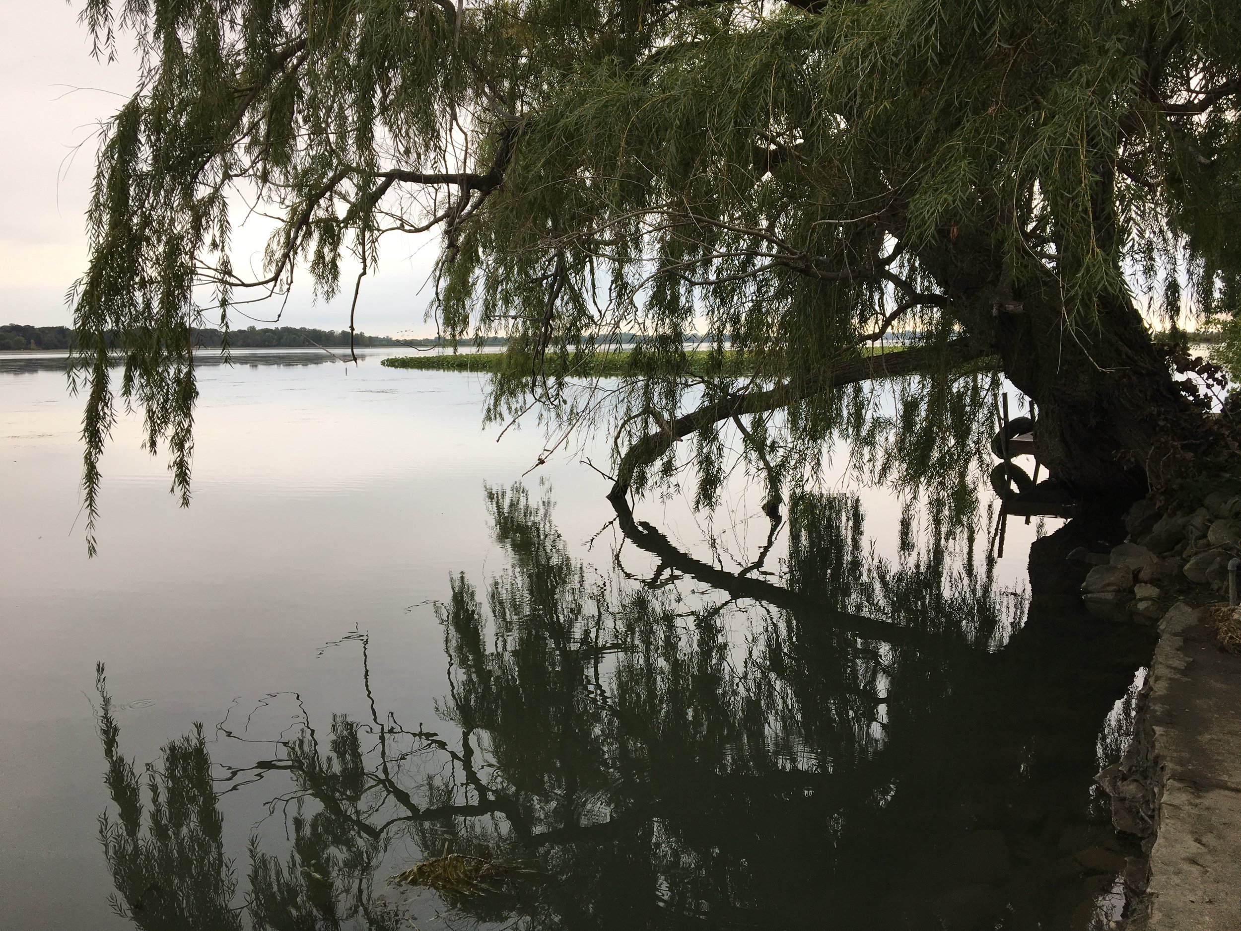 Willow Tree Reflecting in Still Water