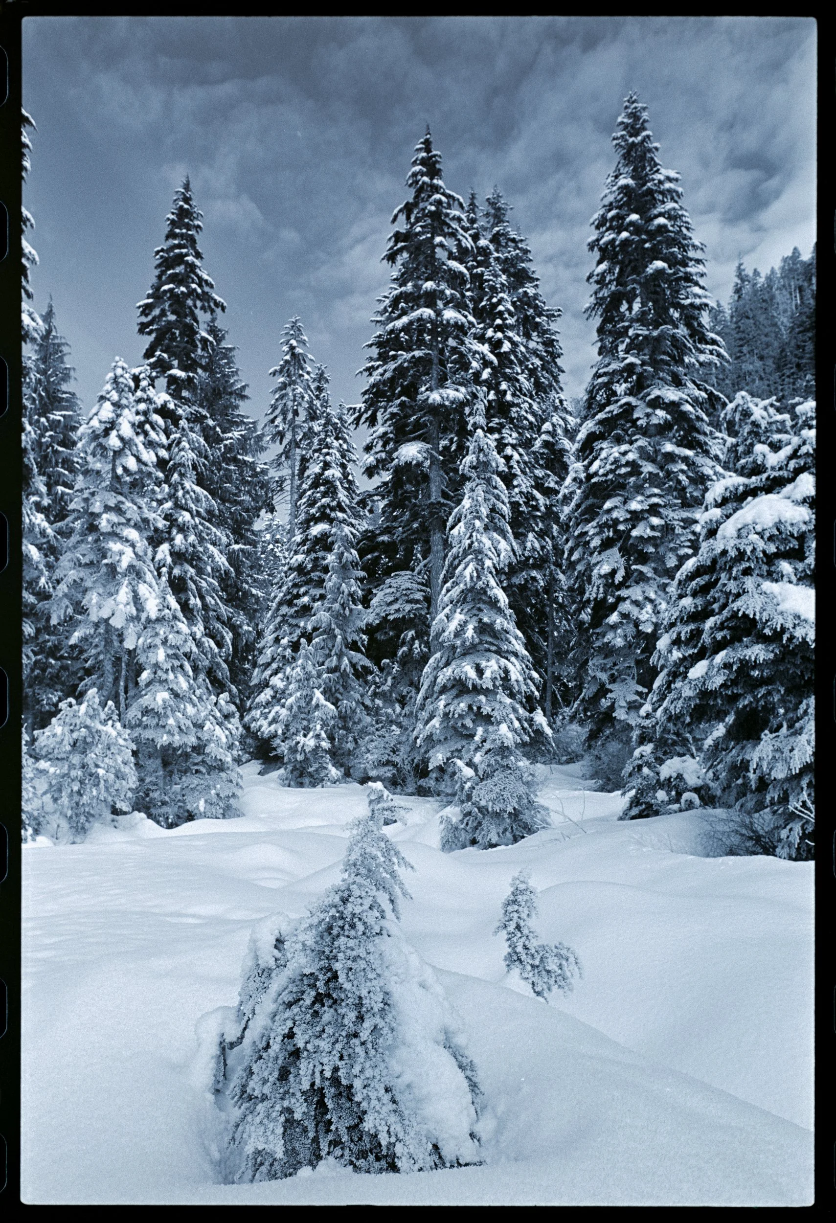 Heather Lake Buried Alpine Fir