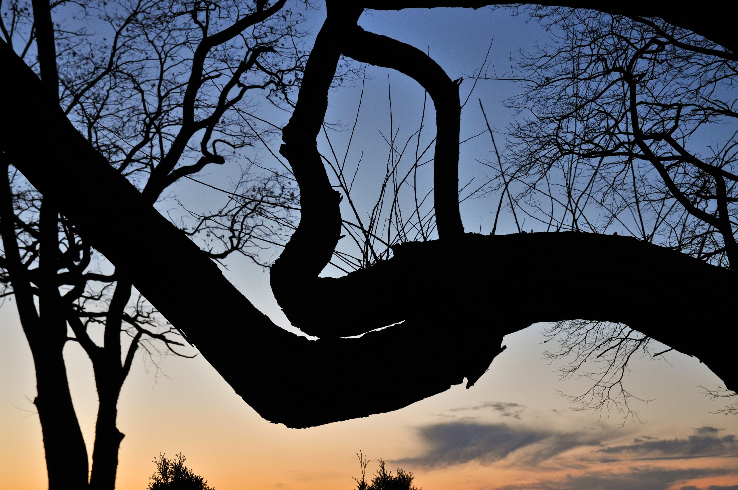 Curved Tree Dusk