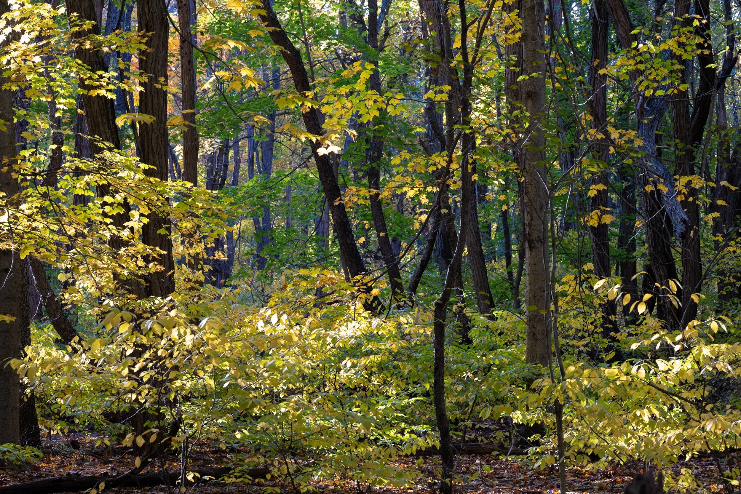 Blue Tree Forest View