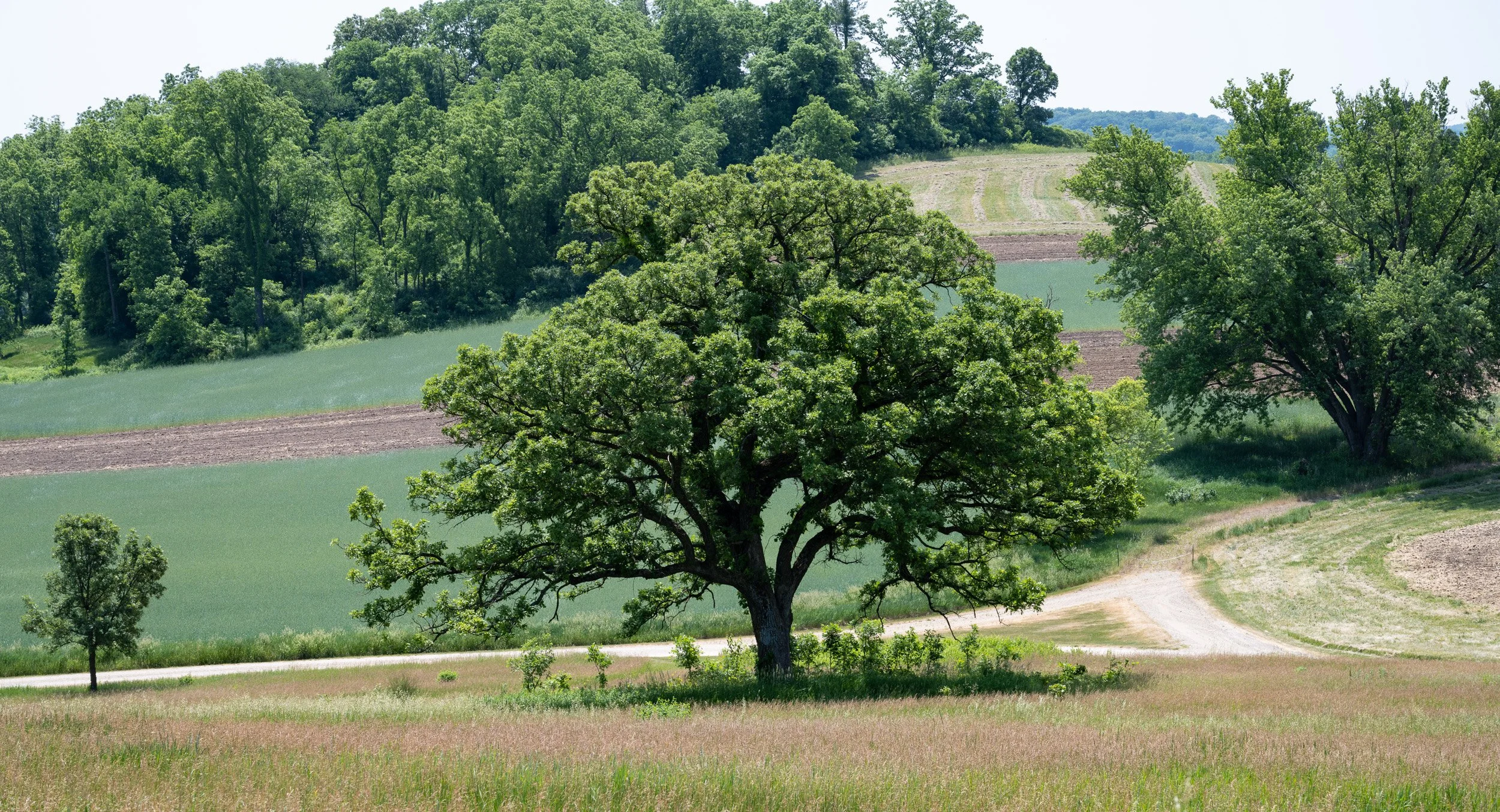 A large tree with green leaves in a grassy field, with rolling hills, smaller trees, and patches of farmland in the background under a clear sky.