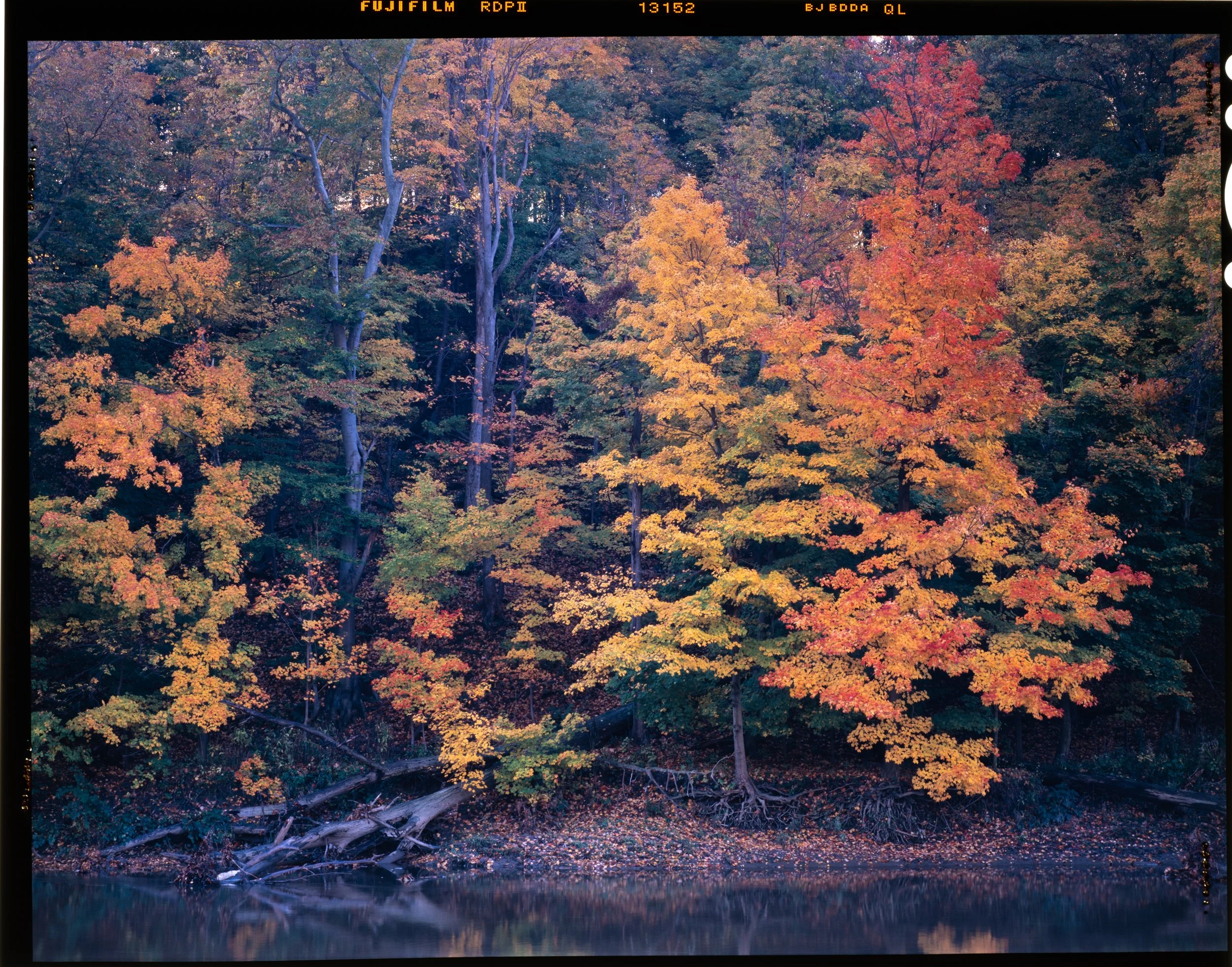 Fall Maple Forest on Rocky River
