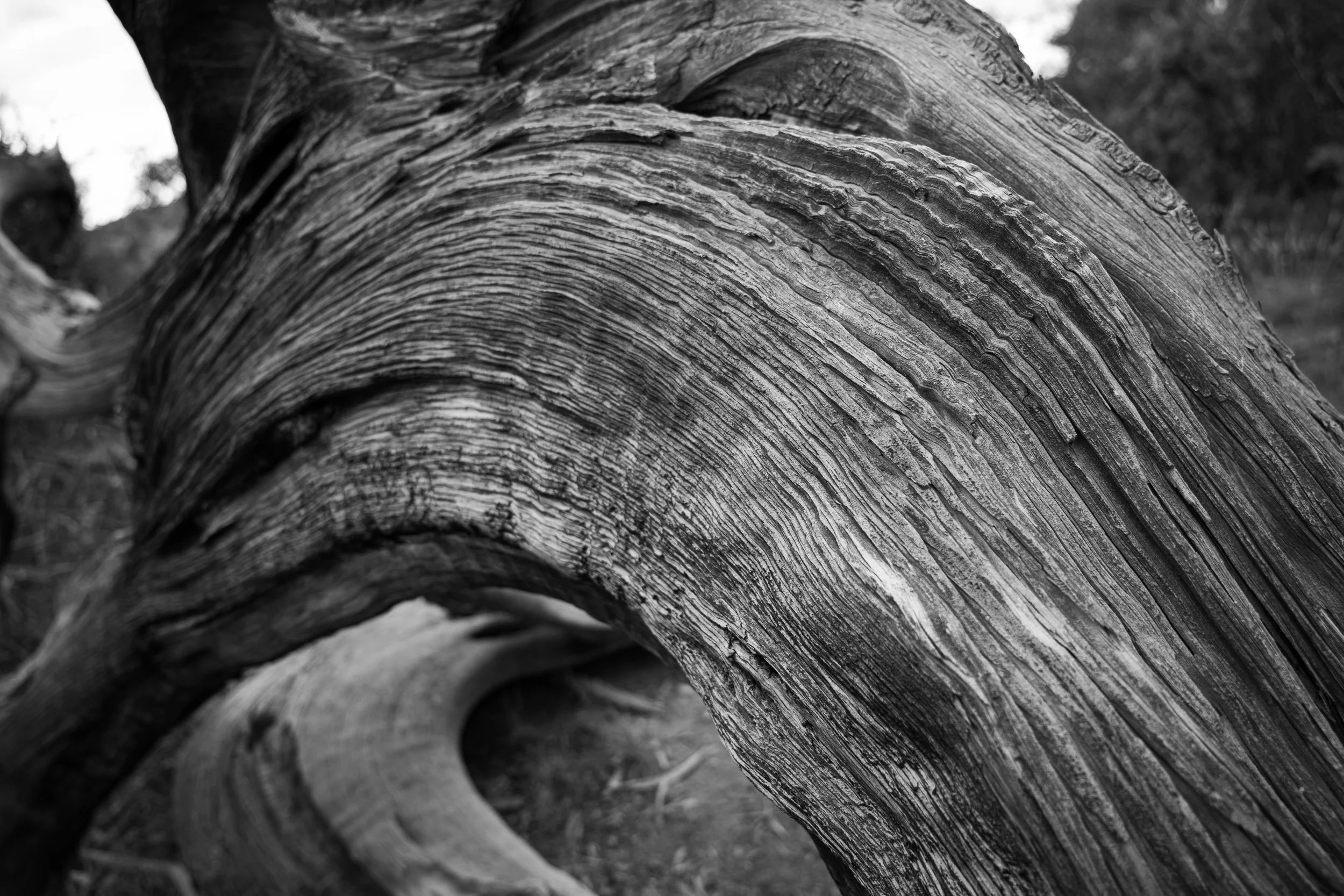 Curving Juniper Branch (CU)
