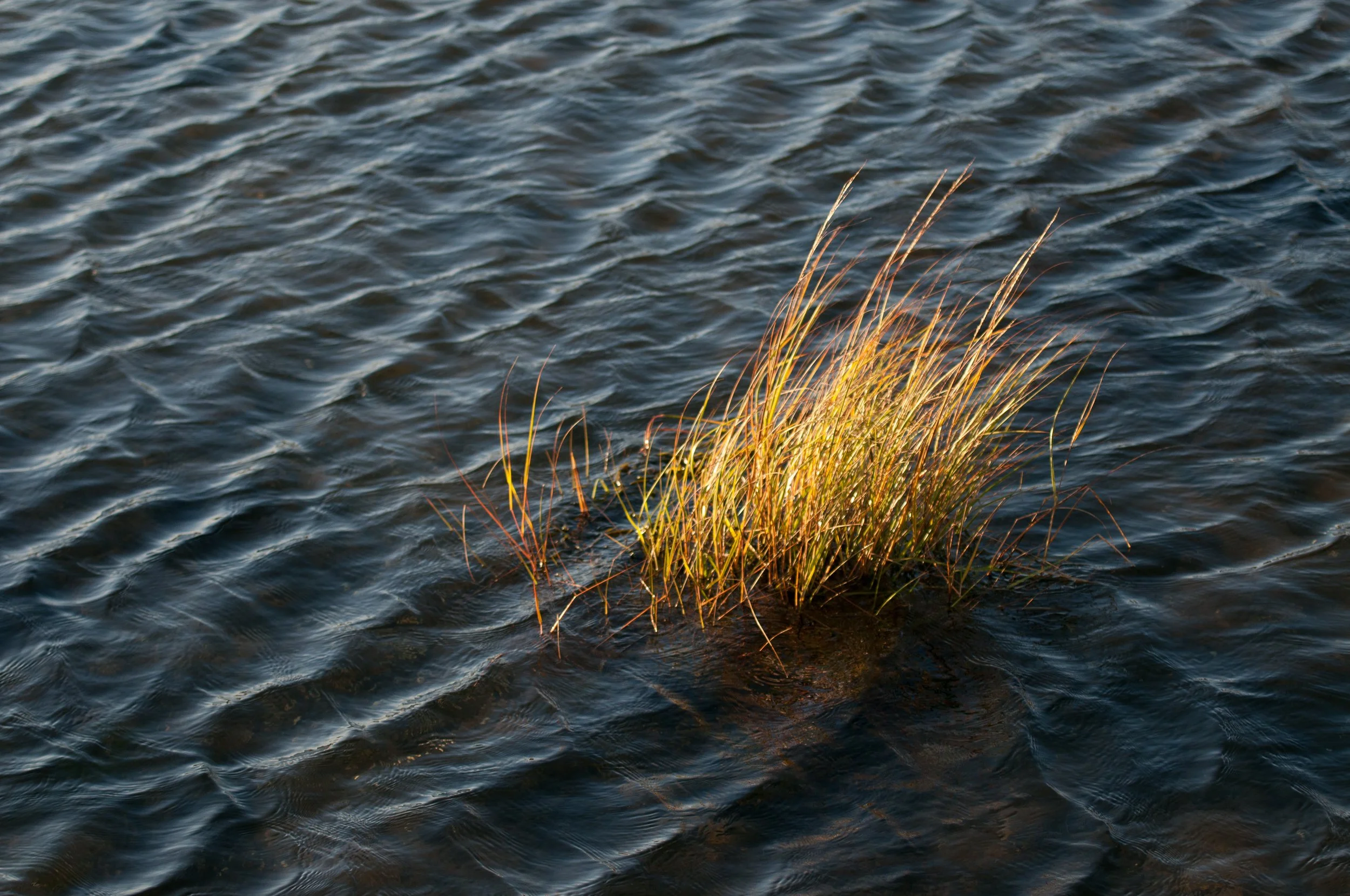 Estuary Grass