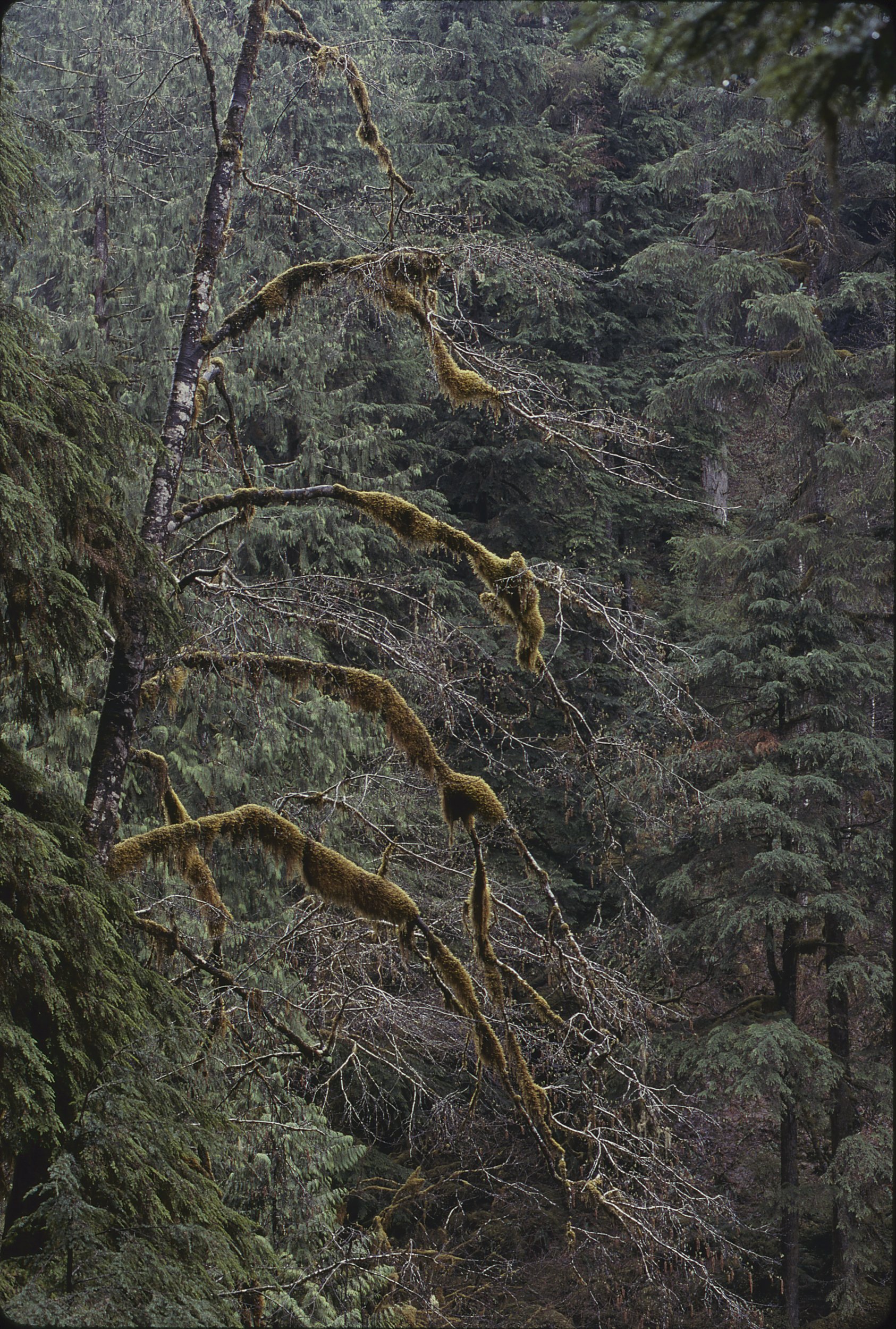 Rainforest Red Alder with Moss