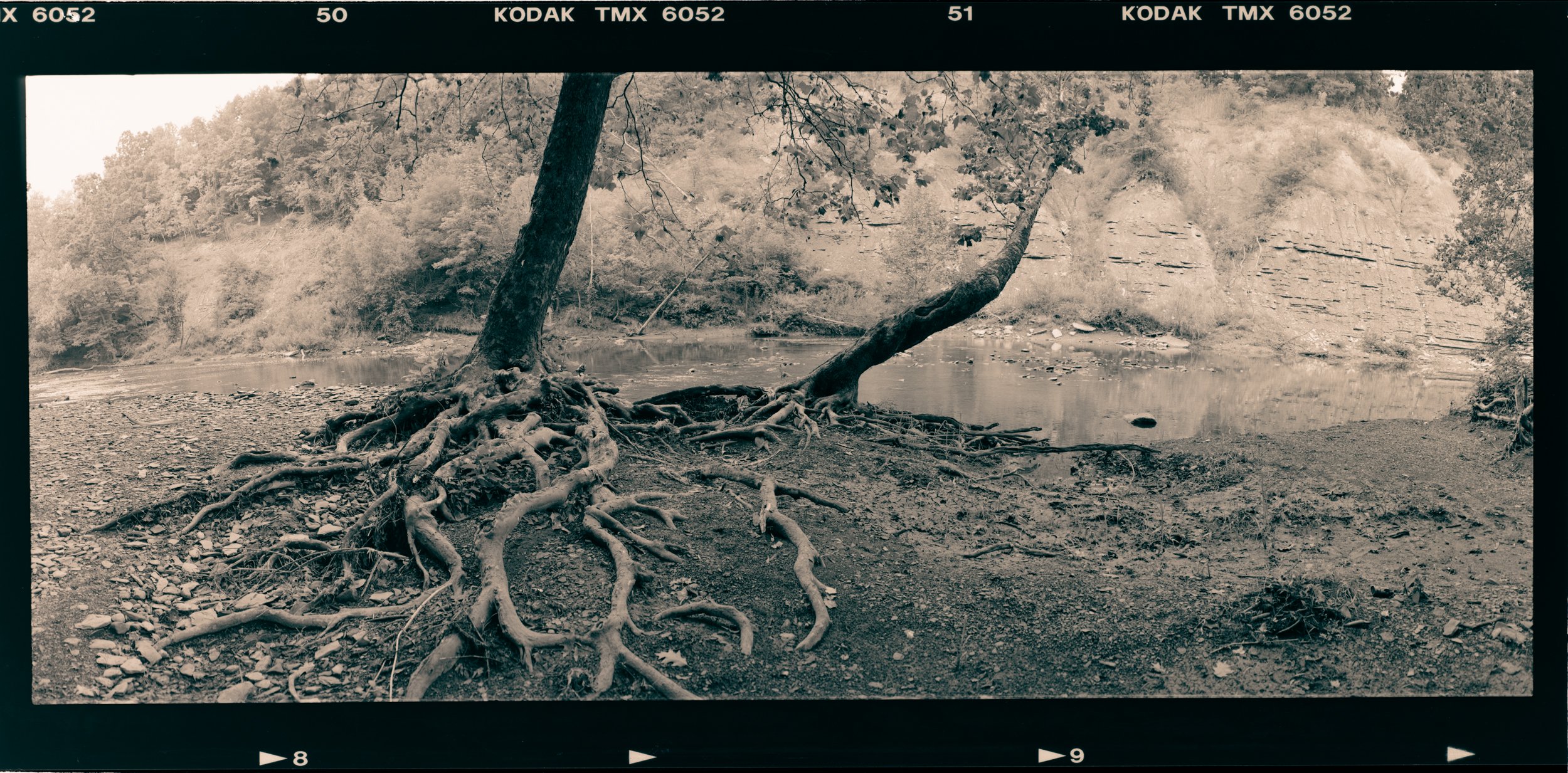 Sycamore Roots -II.jpg