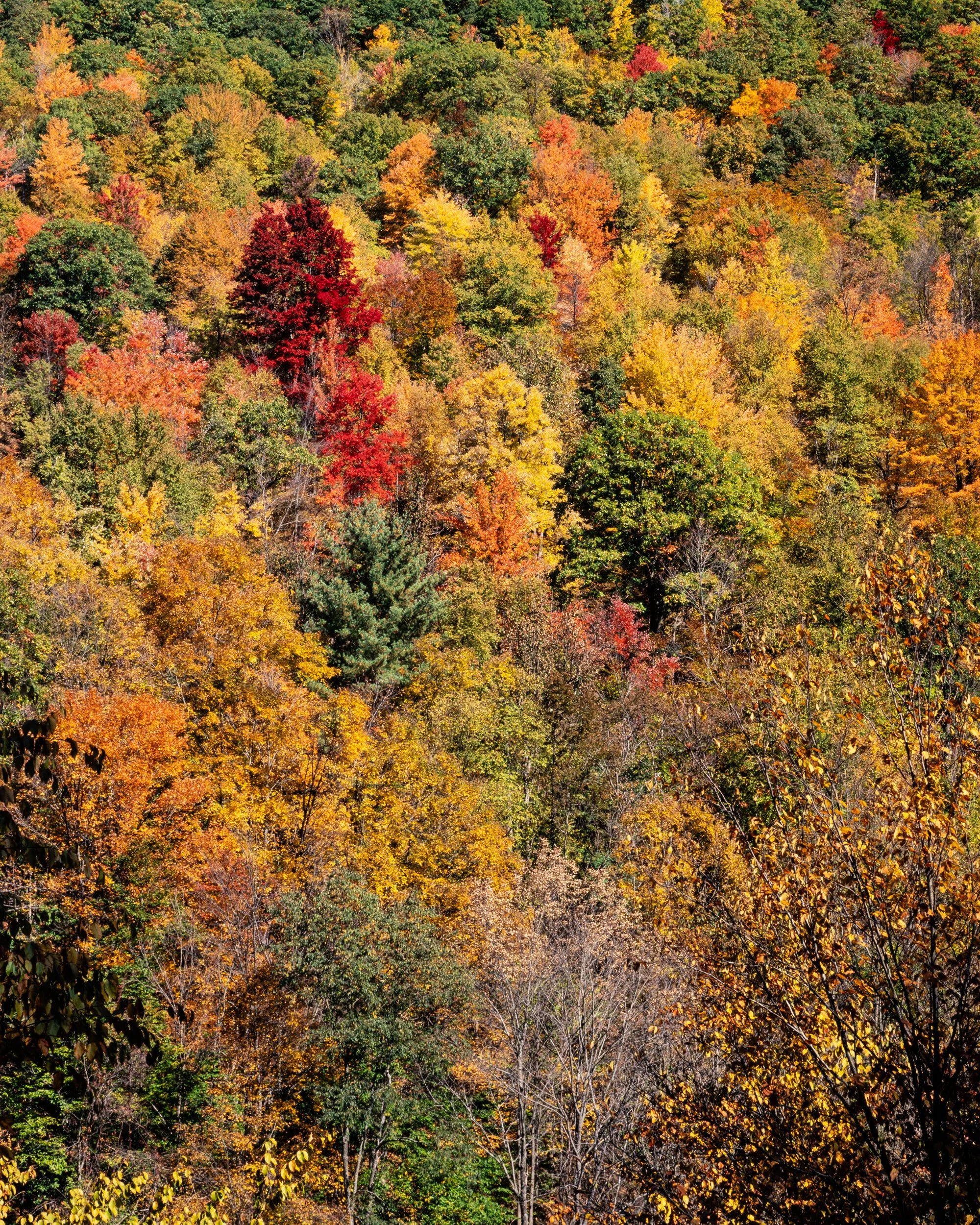 Hillside in Full Color - Pine Creek Gorge