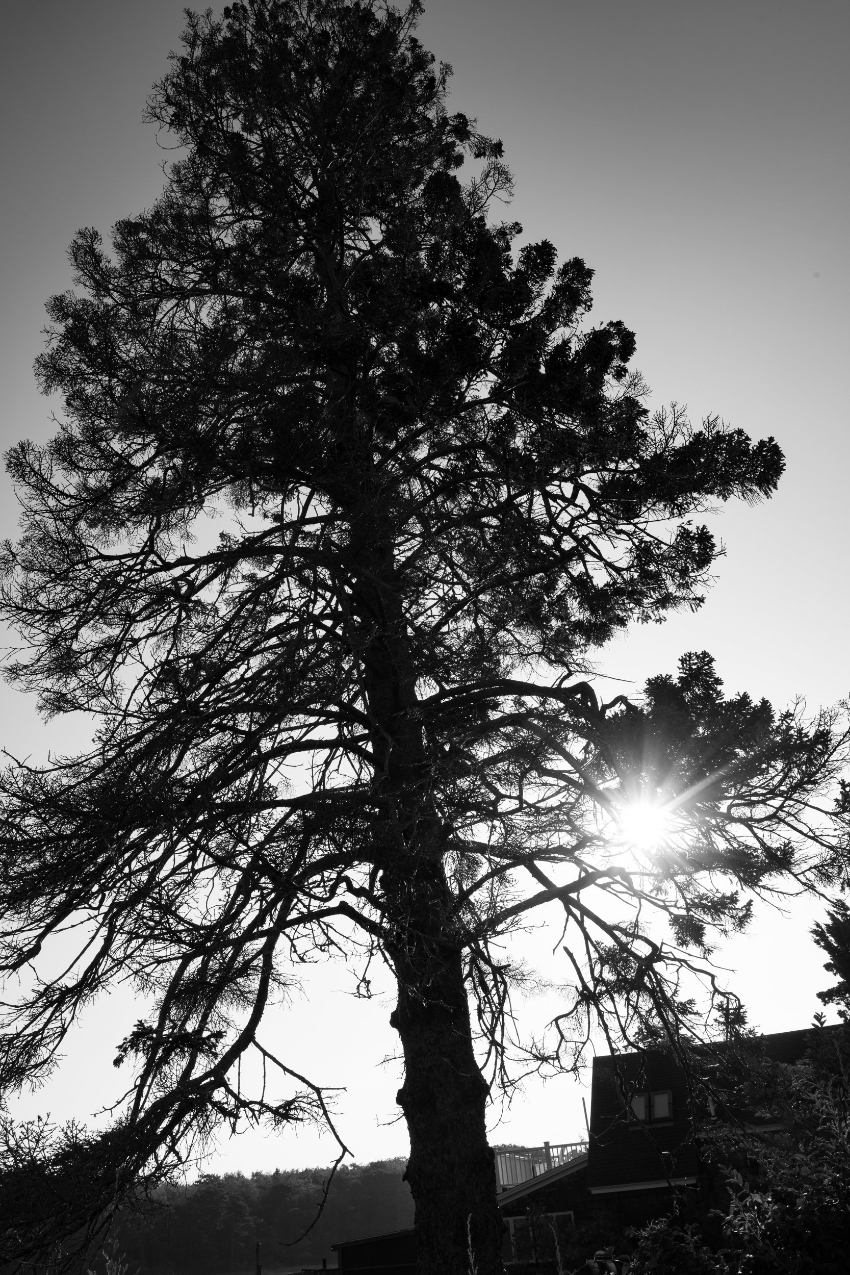 Pine Tree in Early Morning Light