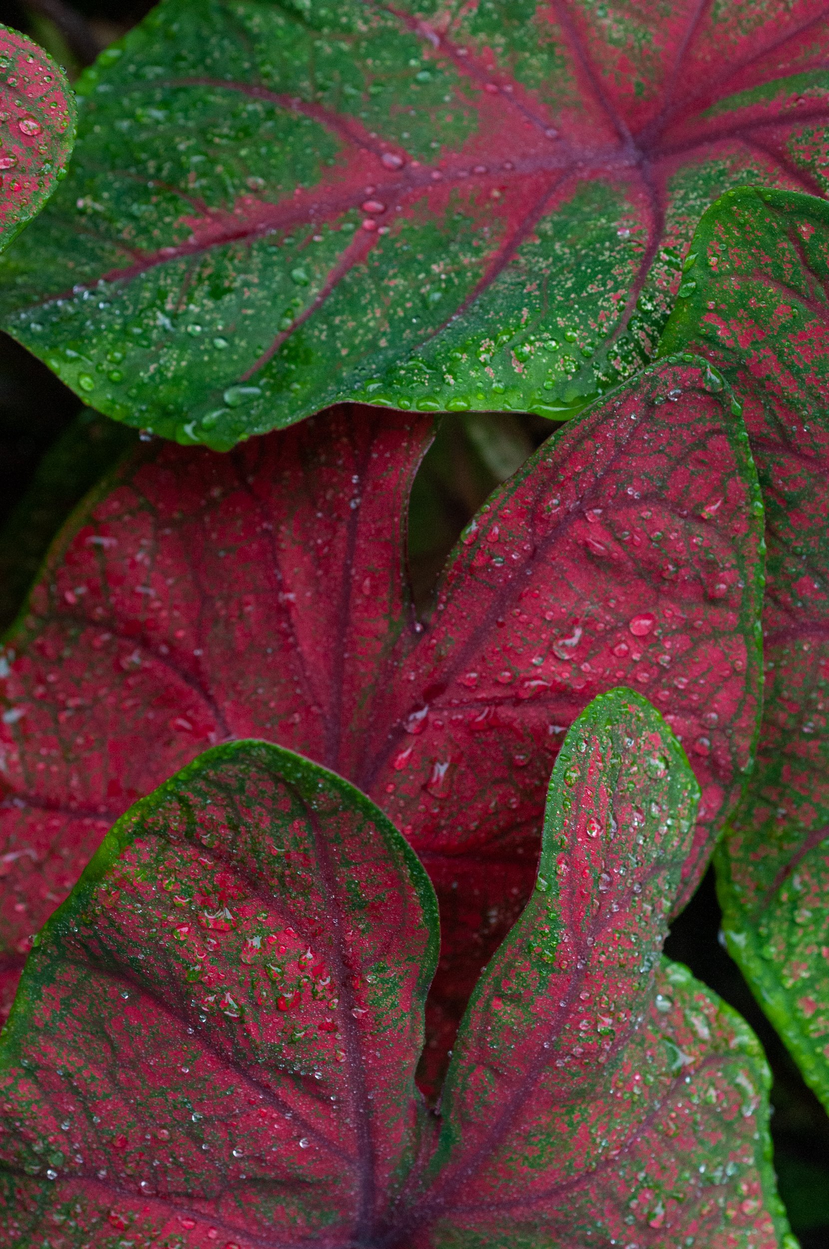 Caladium Still Life