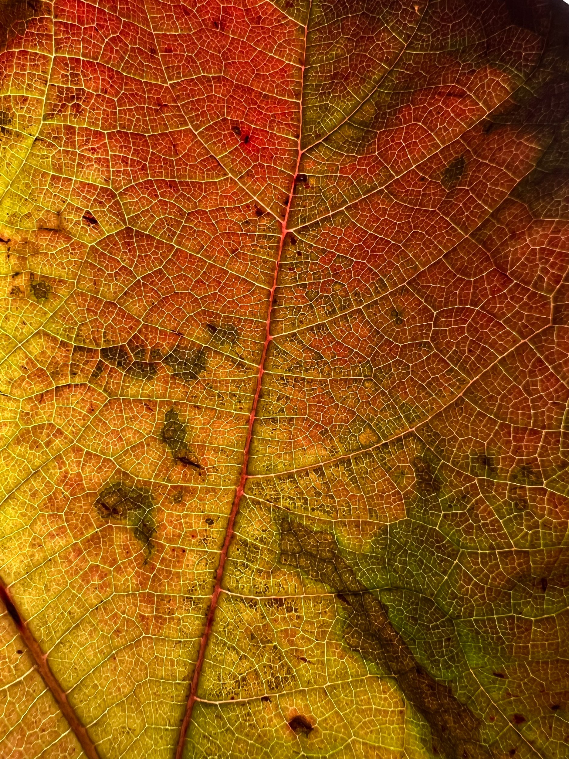 Oak Leaf Hydrangea- I (CU)