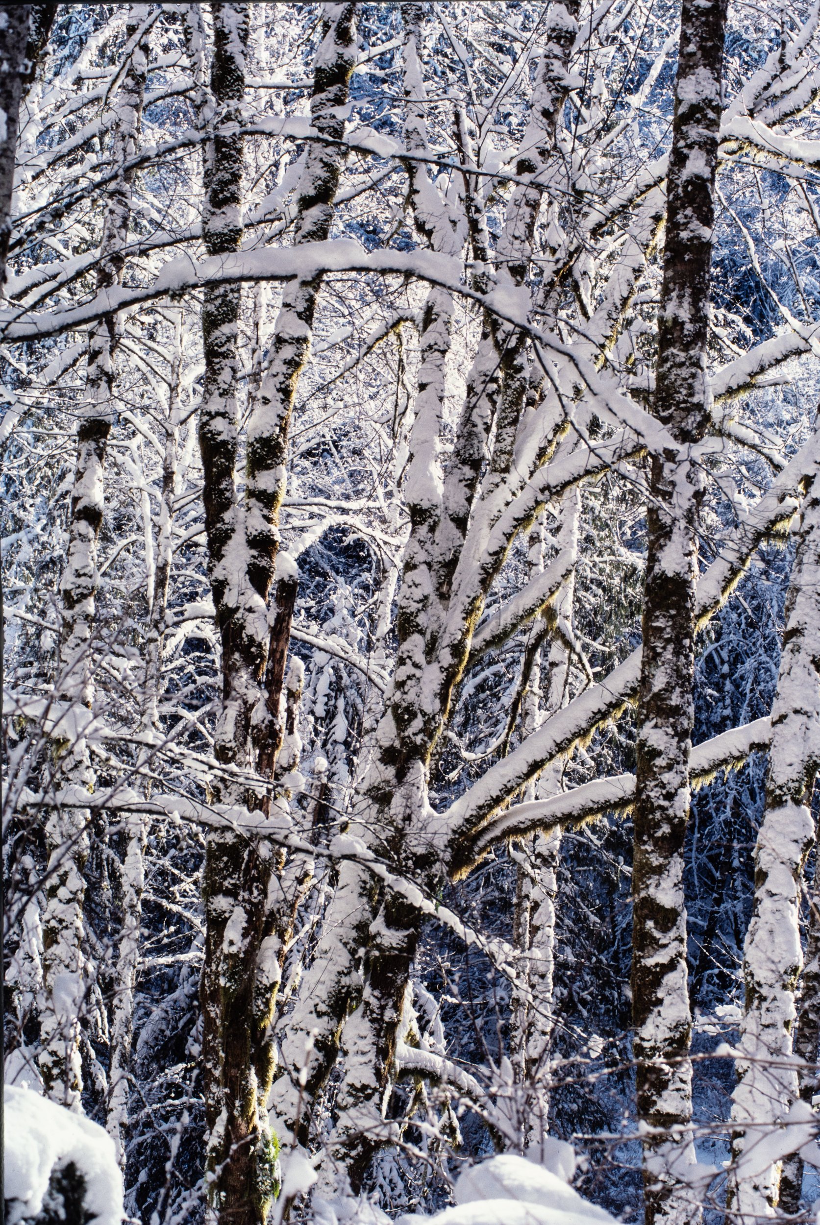 Snow Covered Alder Forest