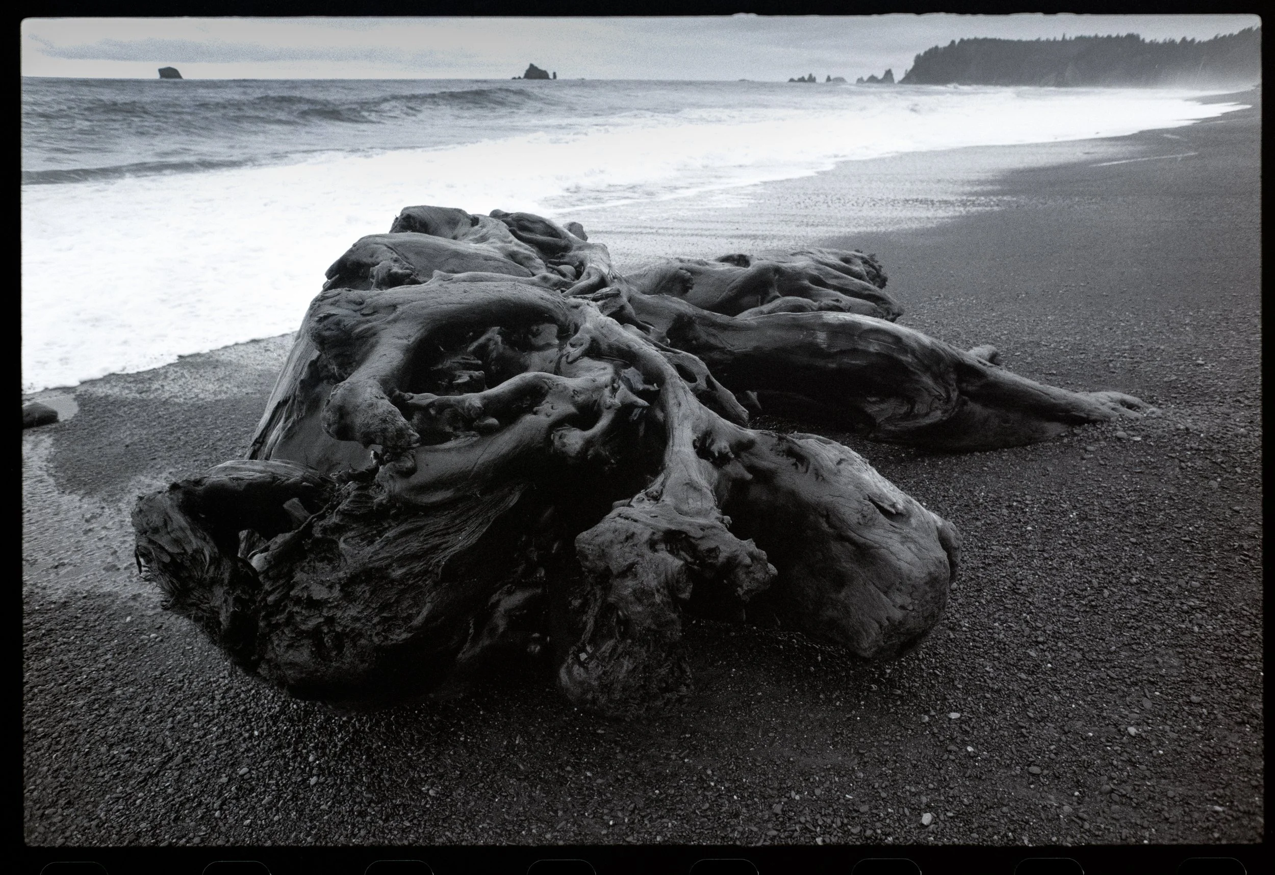 Creature Driftwood