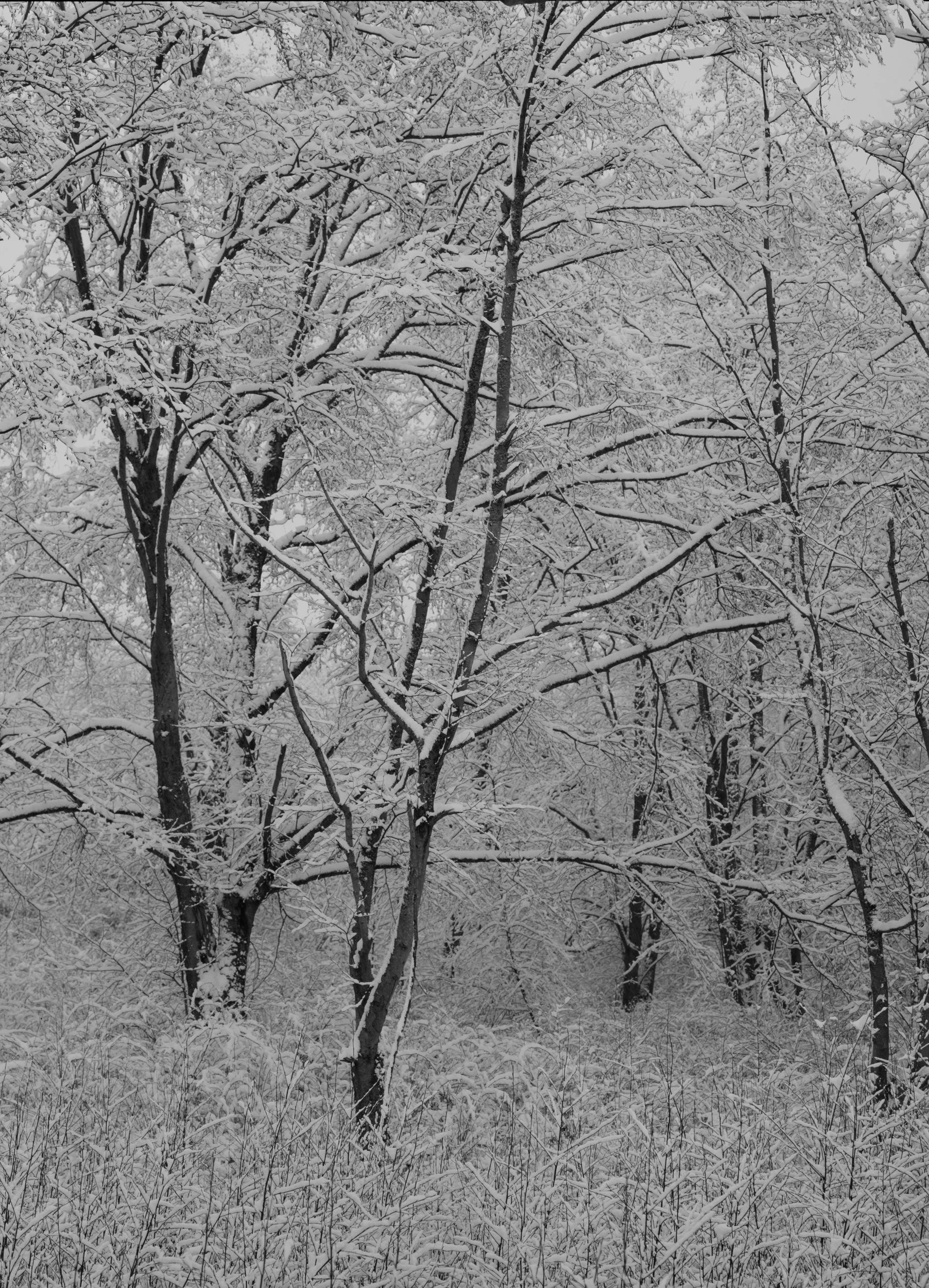 _DSC7199.jpg