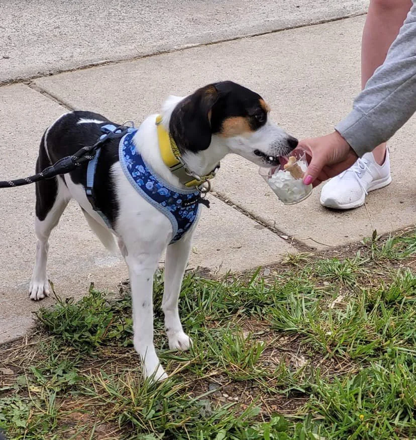 A dog with a blue harness is being fed a treat from a person's hand on a sidewalk with grass nearby.