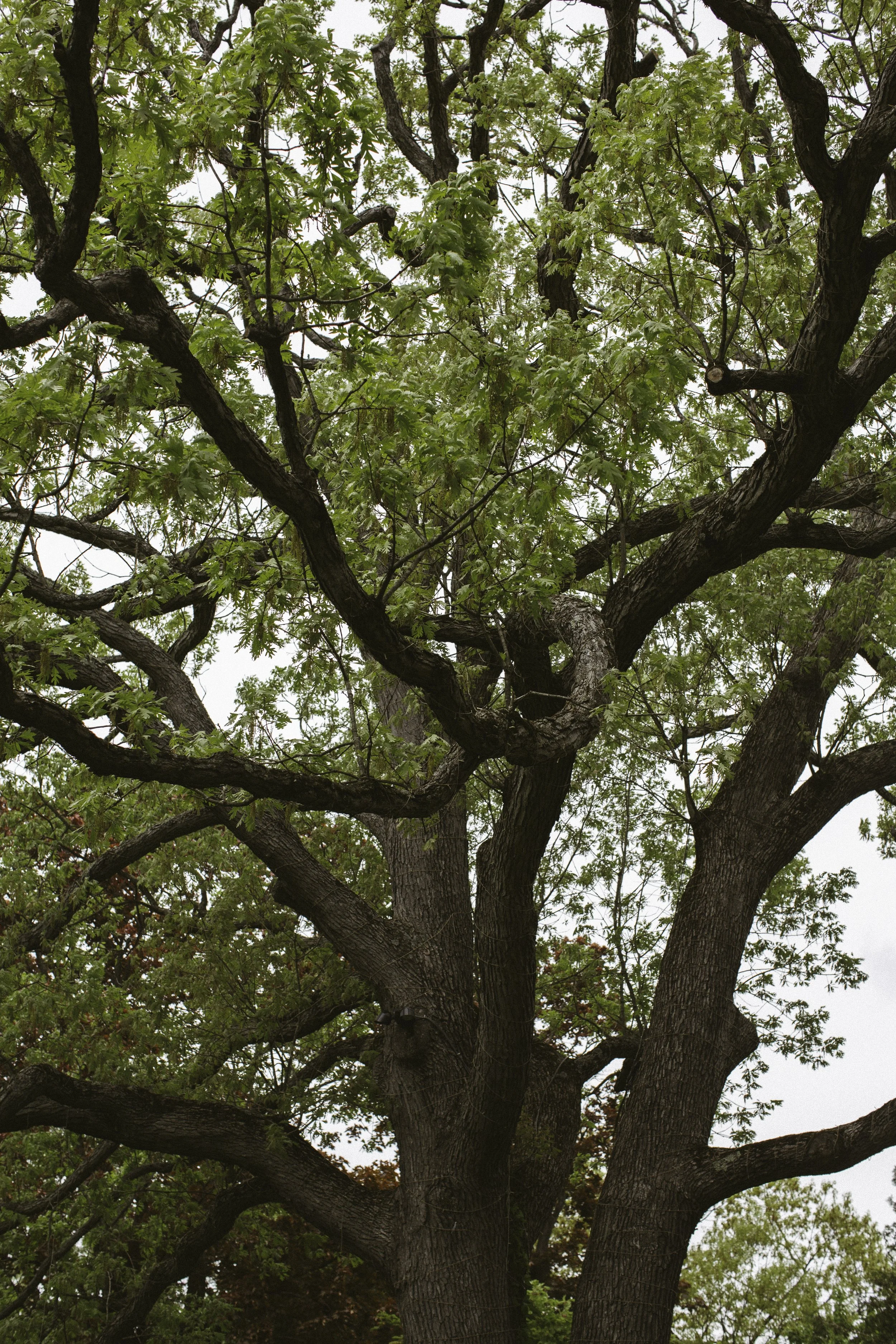 Tall mature tree with thick, twisting branches and green leaves, overcast sky in the background.