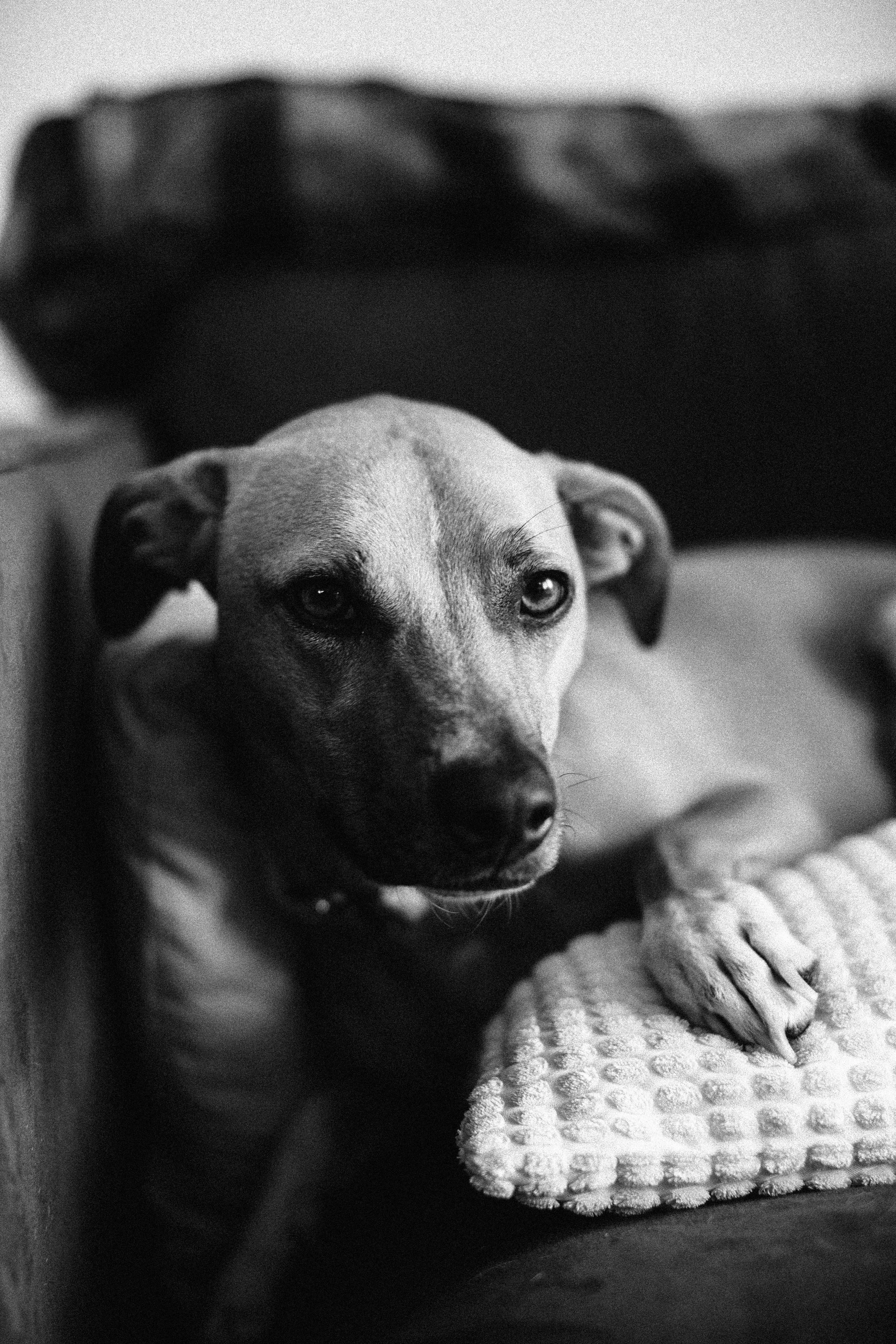 Black and white photo of a dog with a short coat, sitting on a couch with one paw on a textured blanket, gazing into the camera.