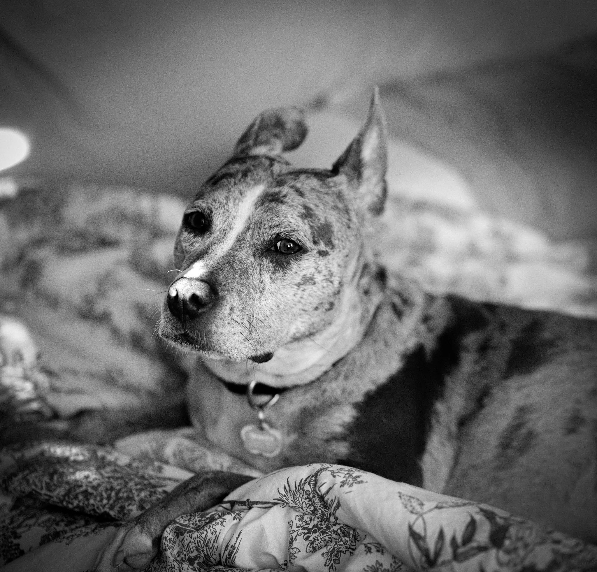 A black and white photo of a dog lying down on a patterned blanket. The dog has a brindle coat, pointed ears, and is looking directly at the camera with a calm expression.