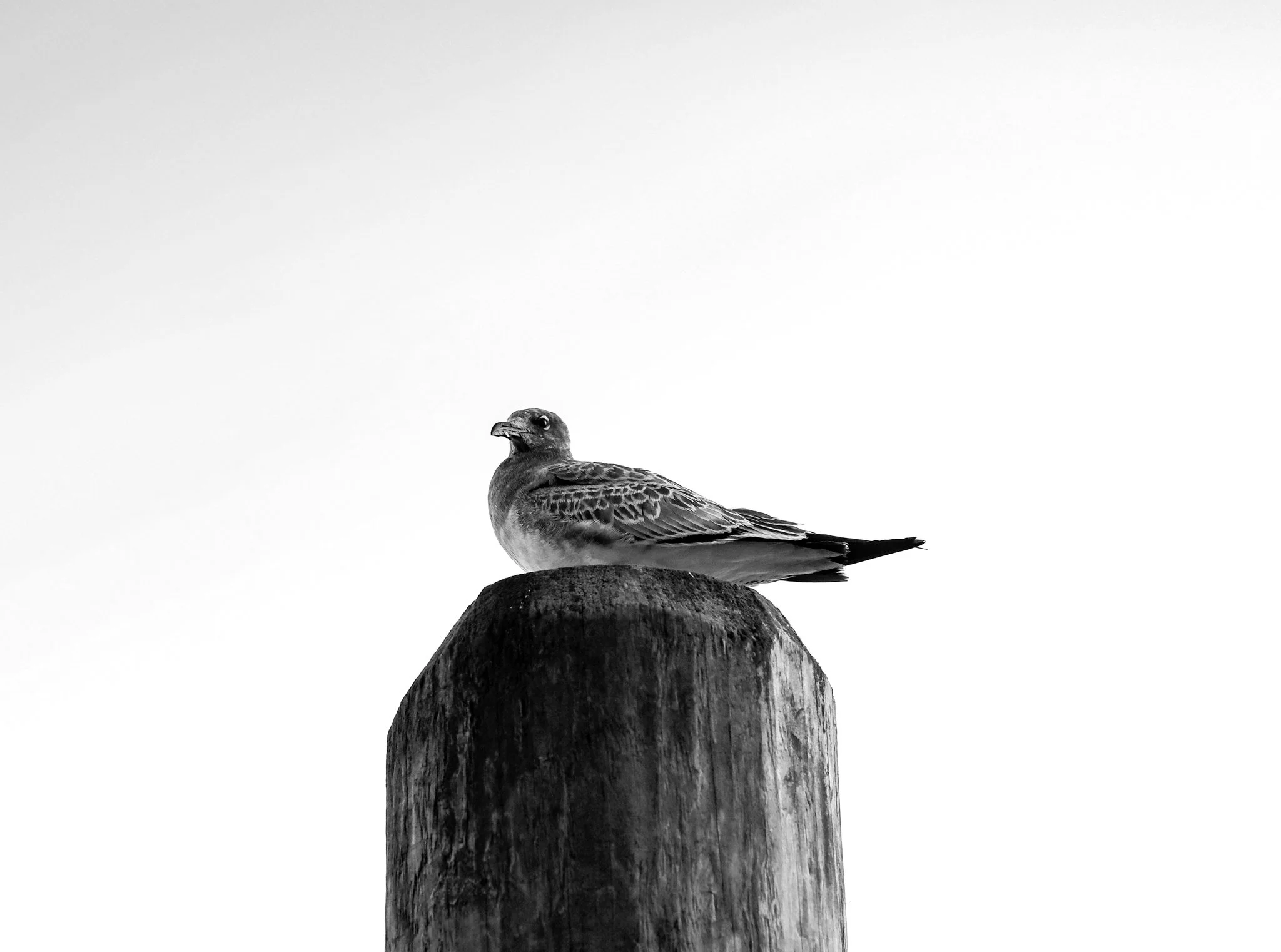 A black and white photo of a bird perched on top of a wooden post against a clear sky.