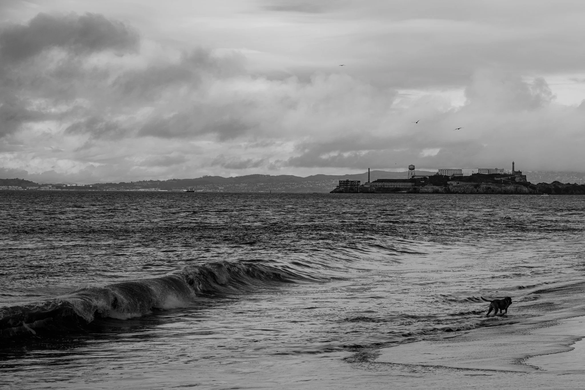 A black and white photo of a beach with a dog walking in the shallow water, calm waves, and an island with buildings, a water tower, and a lighthouse in the distance under cloudy skies.