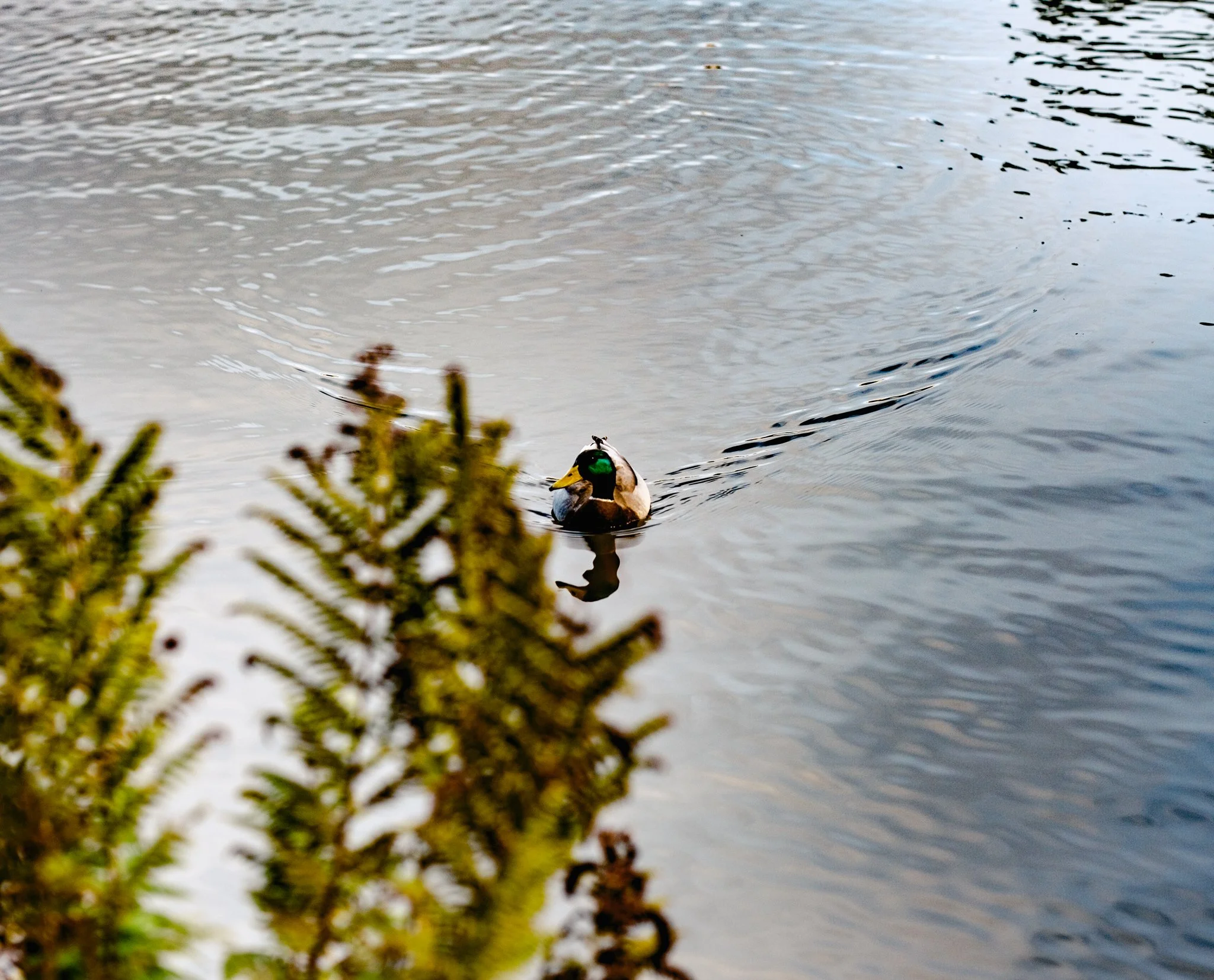 A duck swimming in a body of water near some green plants.