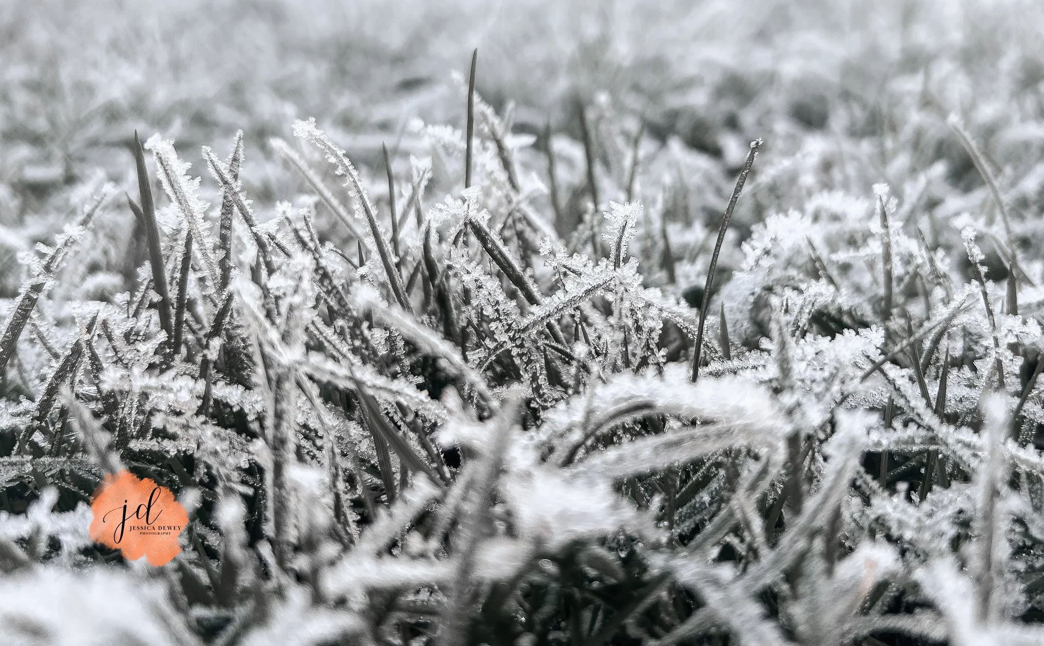 IMG_7432.jpg