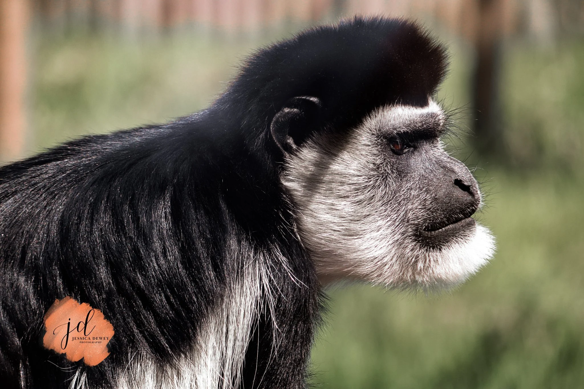 Wingham Wildlife Park