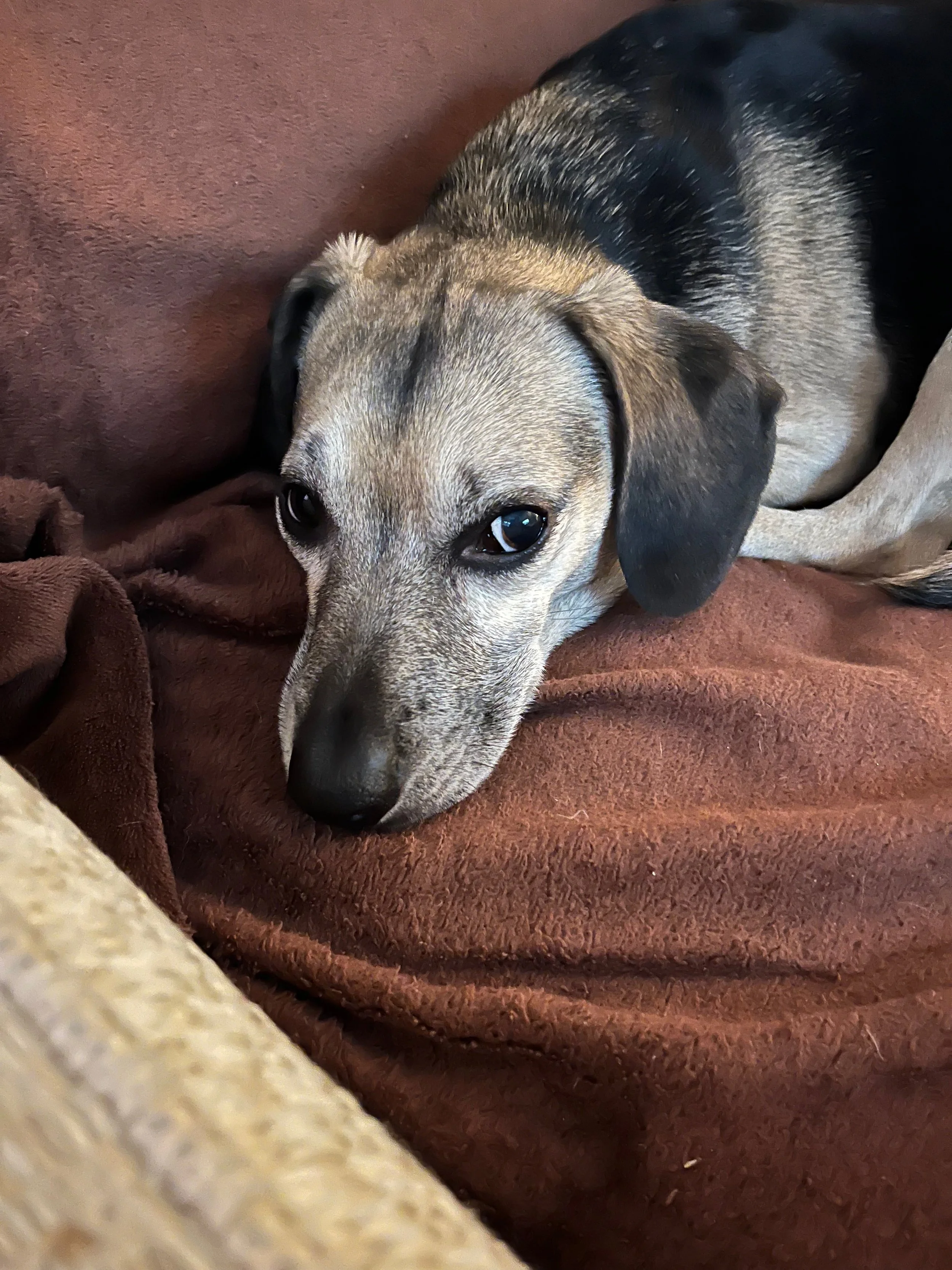 Charlie Fuller, family pet and chief nap officer for fuller landscape company in Raleigh NC