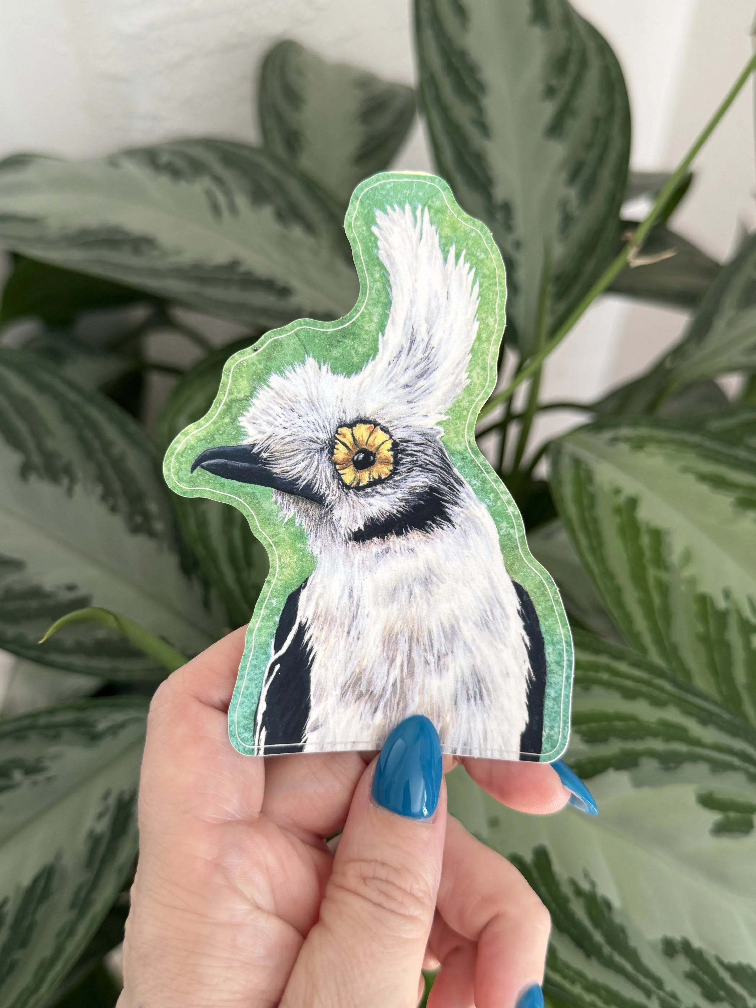 White-crested Helmetshrike Sticker