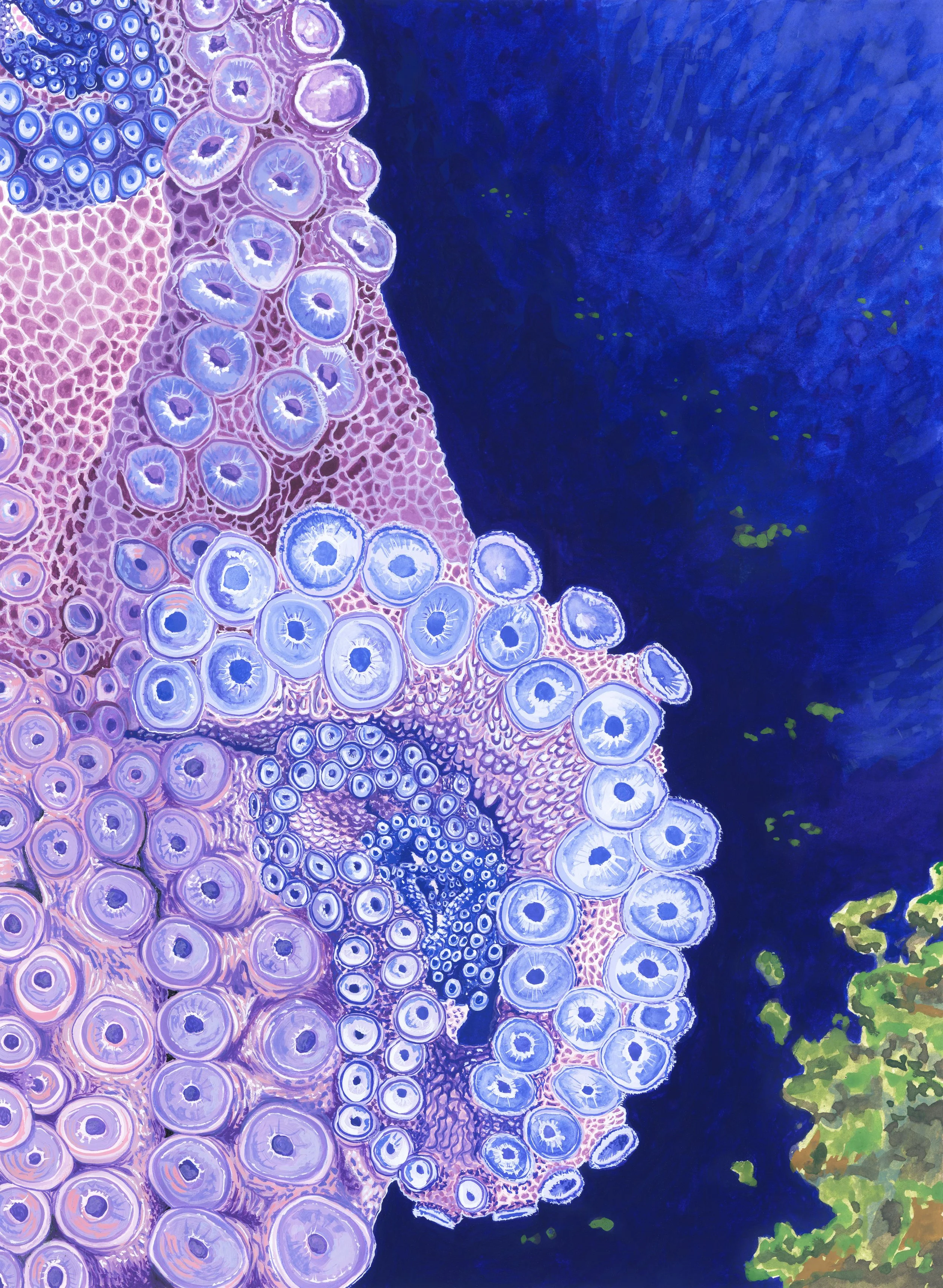'Coral Reef Octopus', 9x12", Gouache on Hot Press Paper