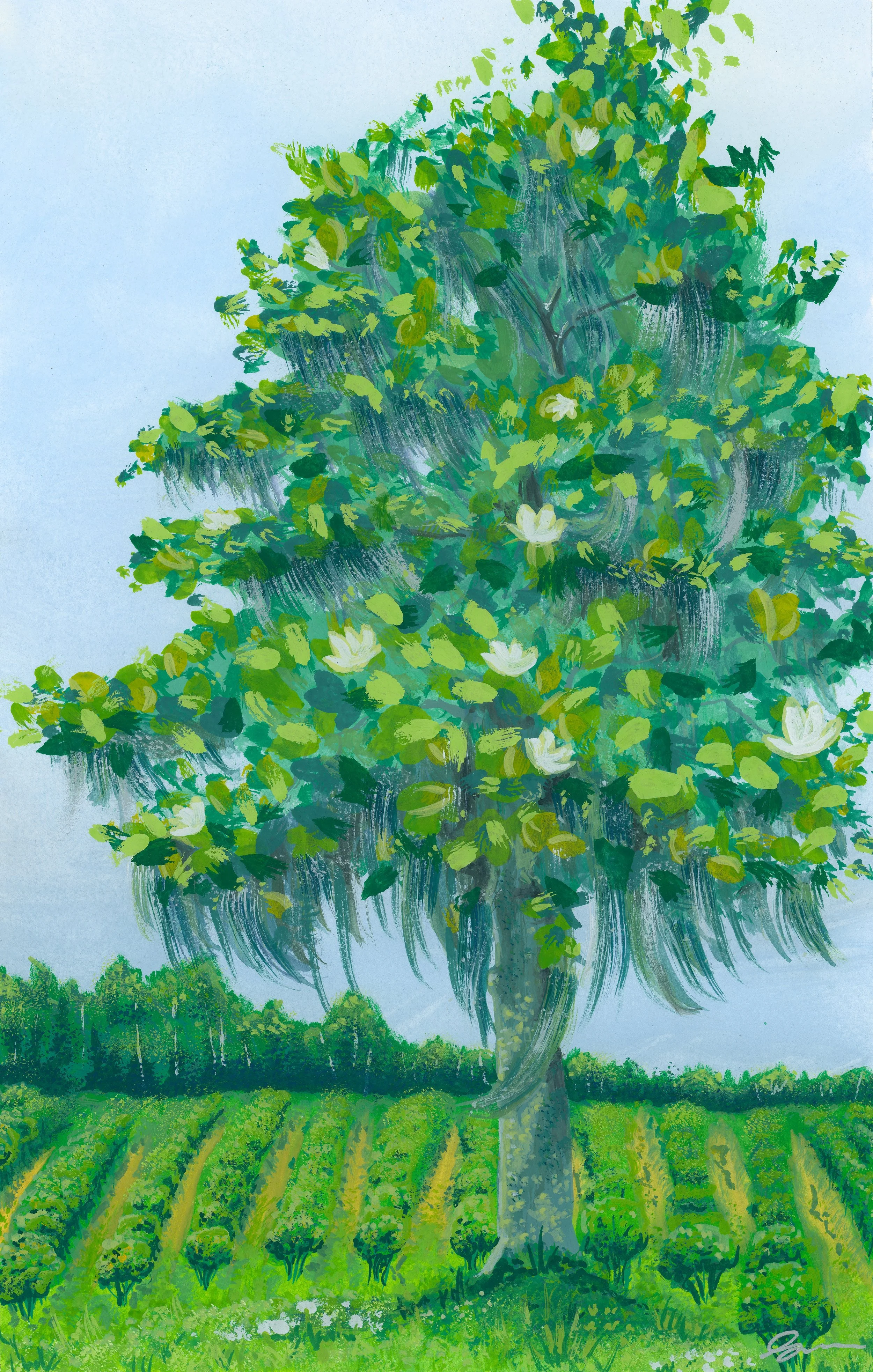 'Magnolia Tree', 9x12", Gouache on Hot Press Paper