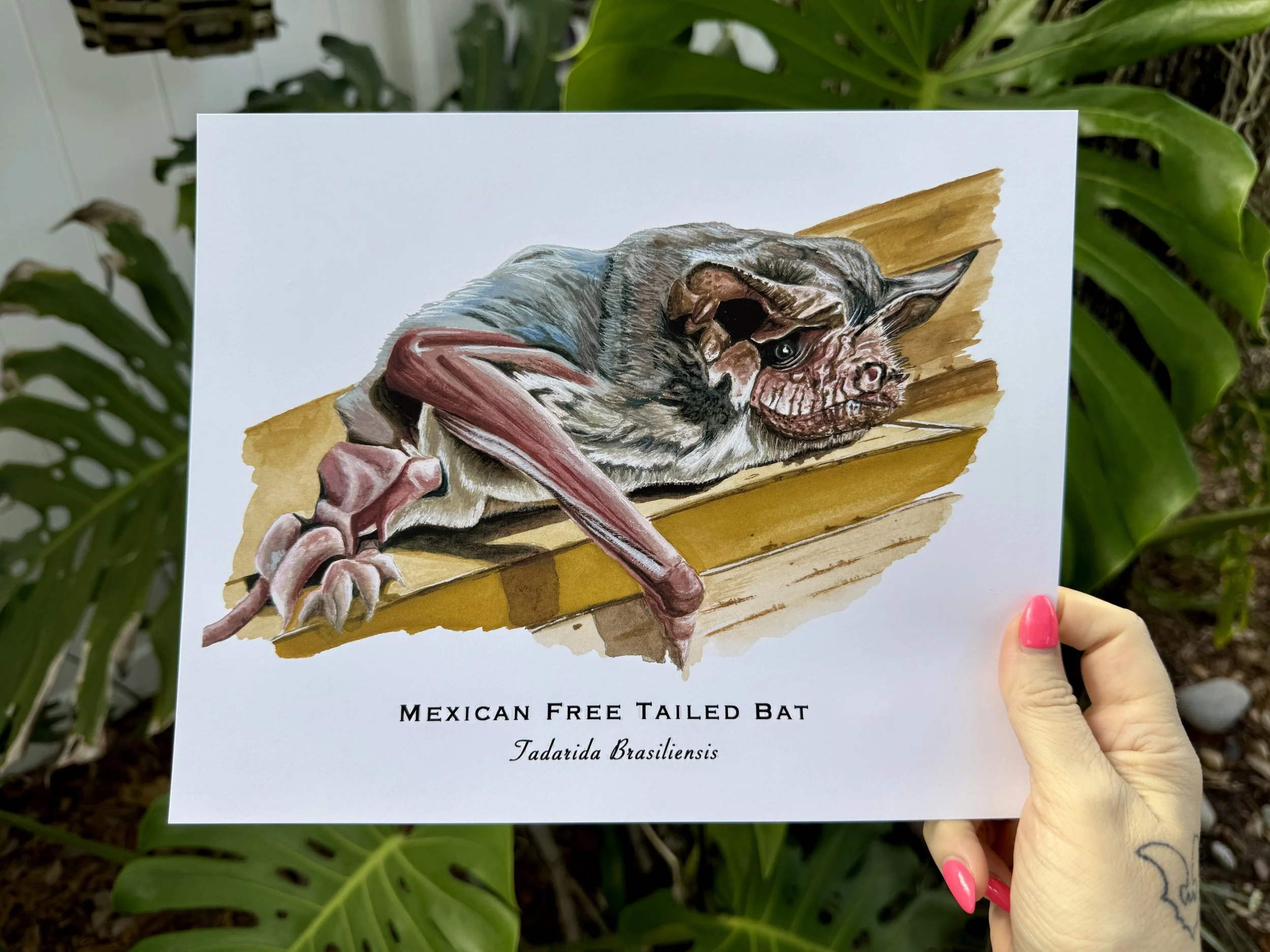 Mexican Free Tailed Bat Art Print