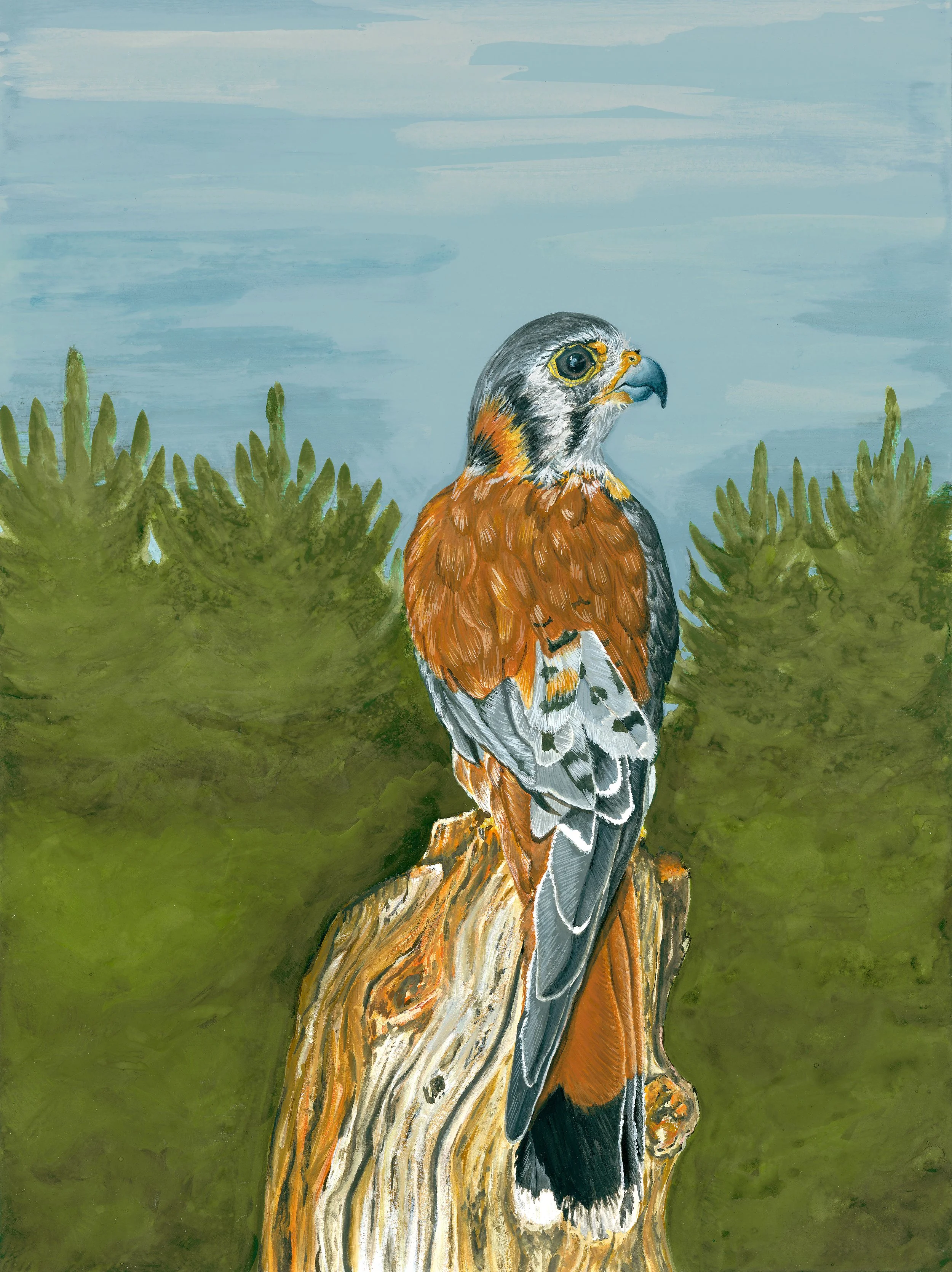 'Kevin the Kestrel', 9x12", Gouache on Hot Press Paper