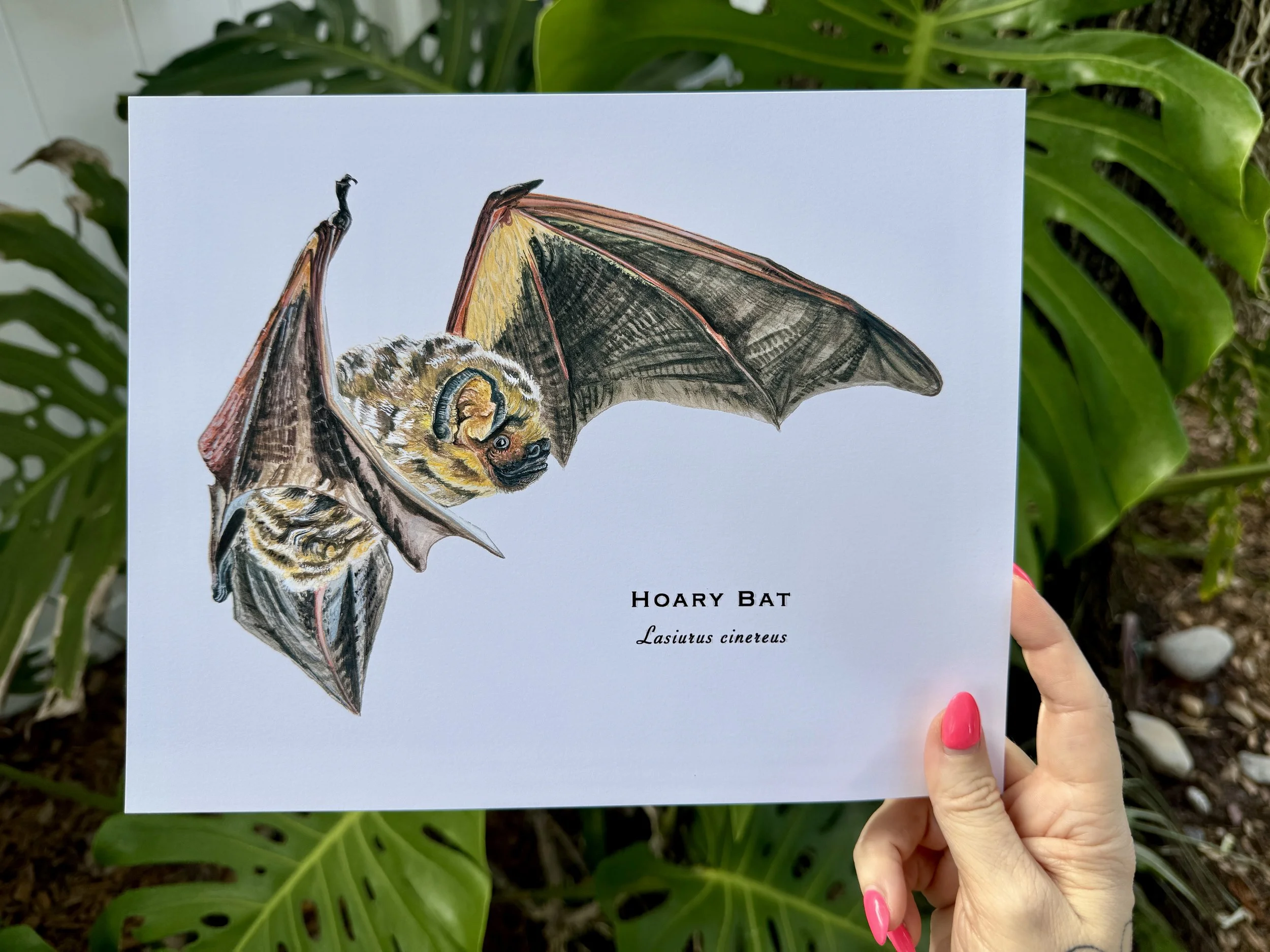 Hoary Bat Art Print