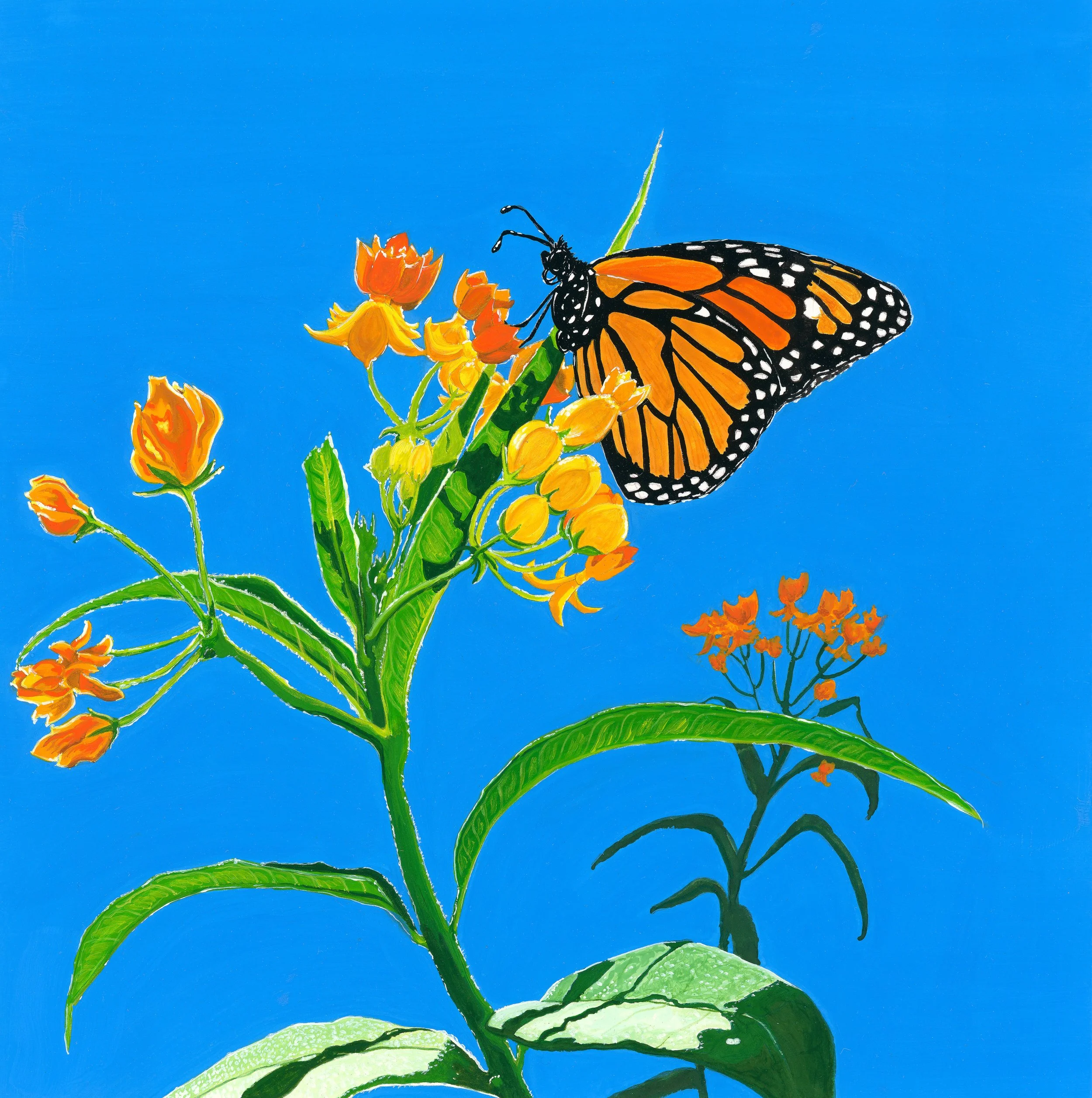 'Monarch in the Milkweed', 9x9", Gouache on Hot Press Paper