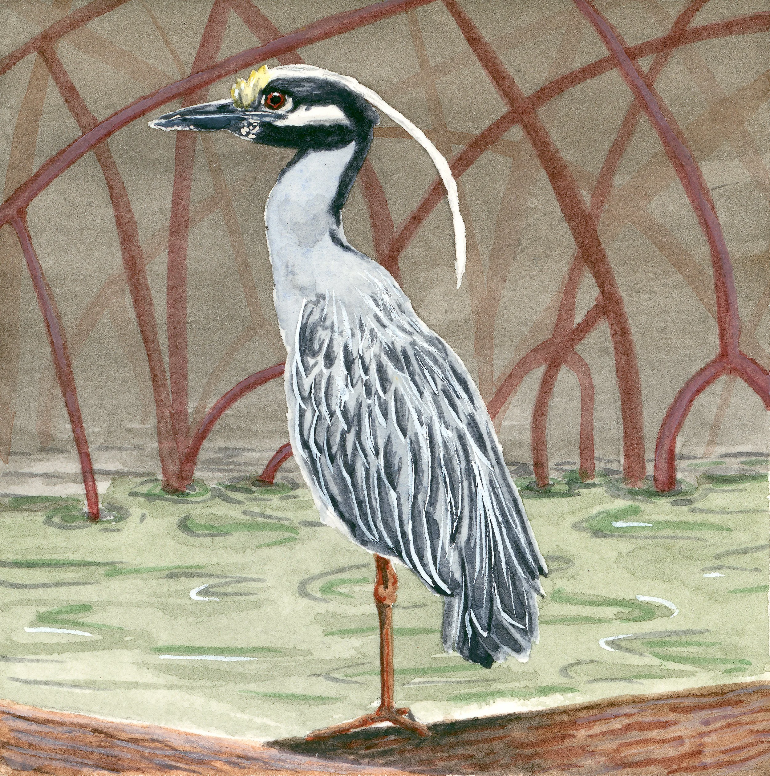 'White Crowned Night Heron', 3x3", Watercolor on Hot Press Paper