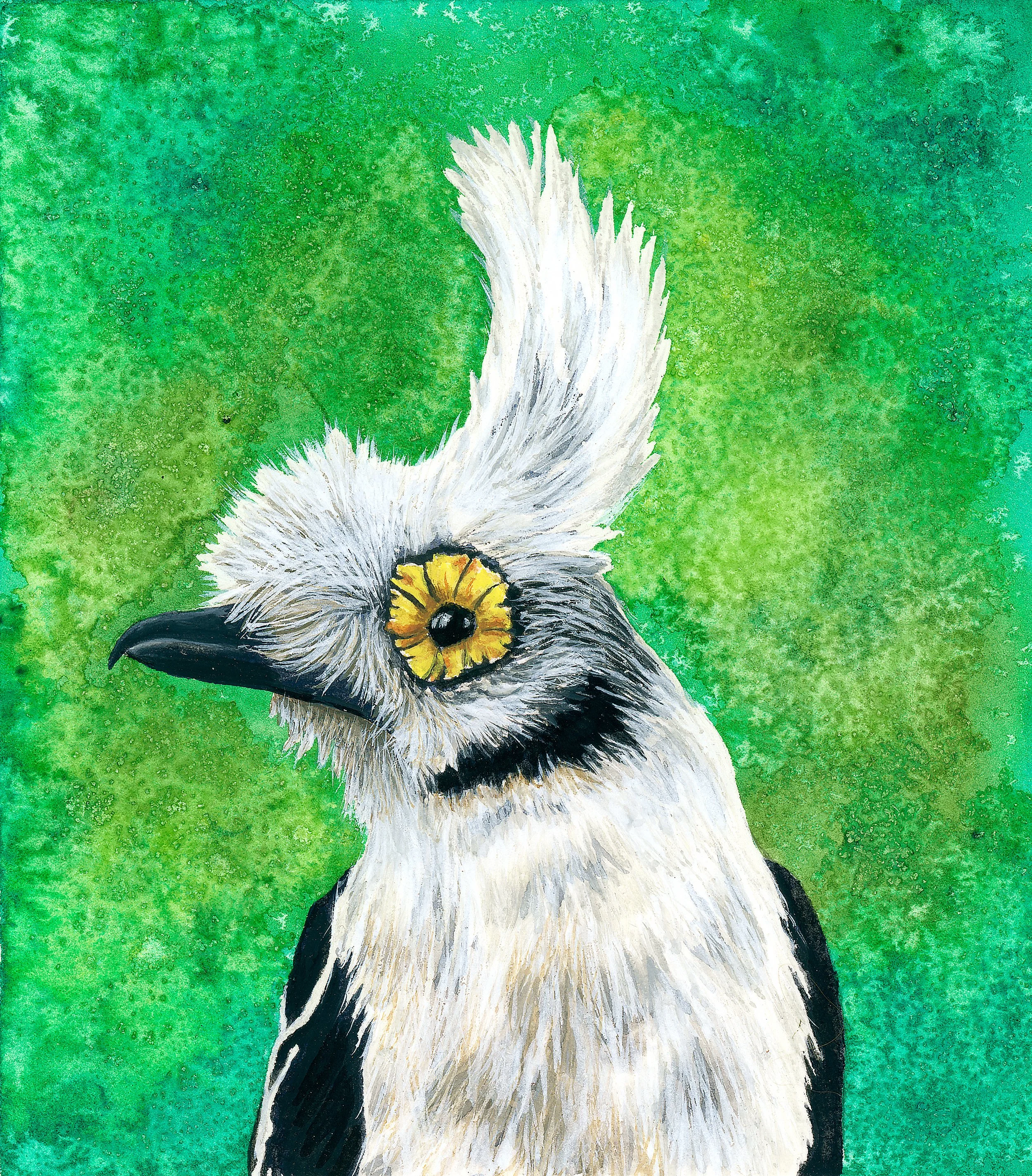 'White Crested Helmetshrike', 4.5x4.5", Watercolor and Gouache on Hot Press Paper