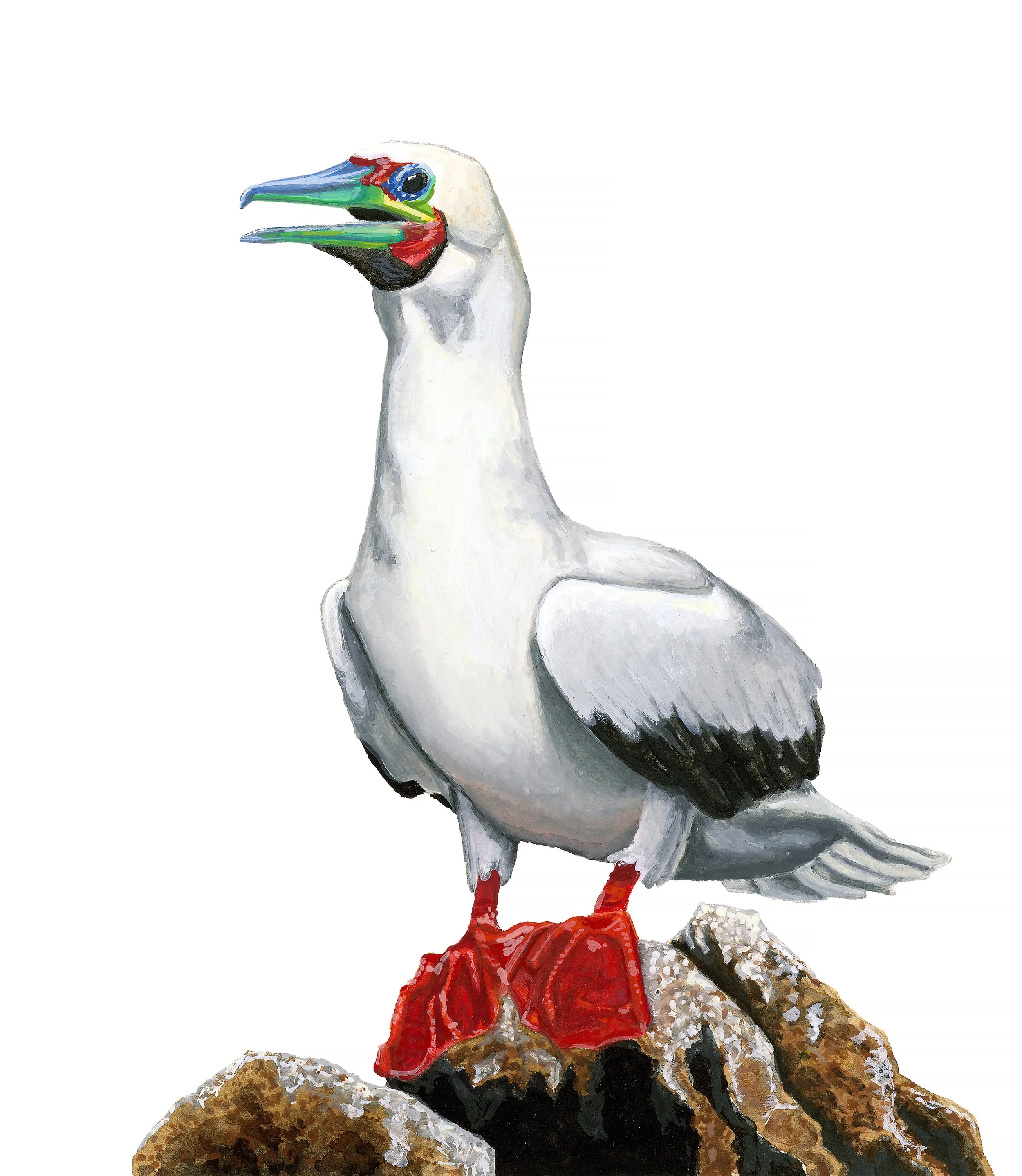 'Red-Footed Booby', 4.5x4.5", Gouache on Hot Press Paper
