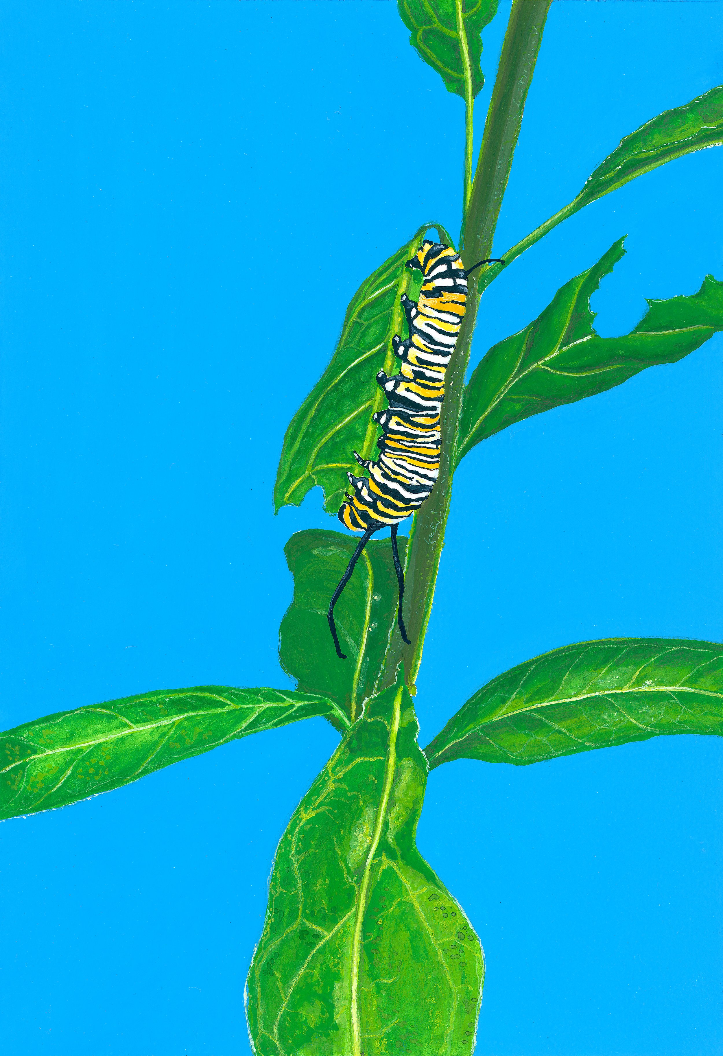 Munching Monarch Original Gouache Painting - Frame and Mat INCLUDED