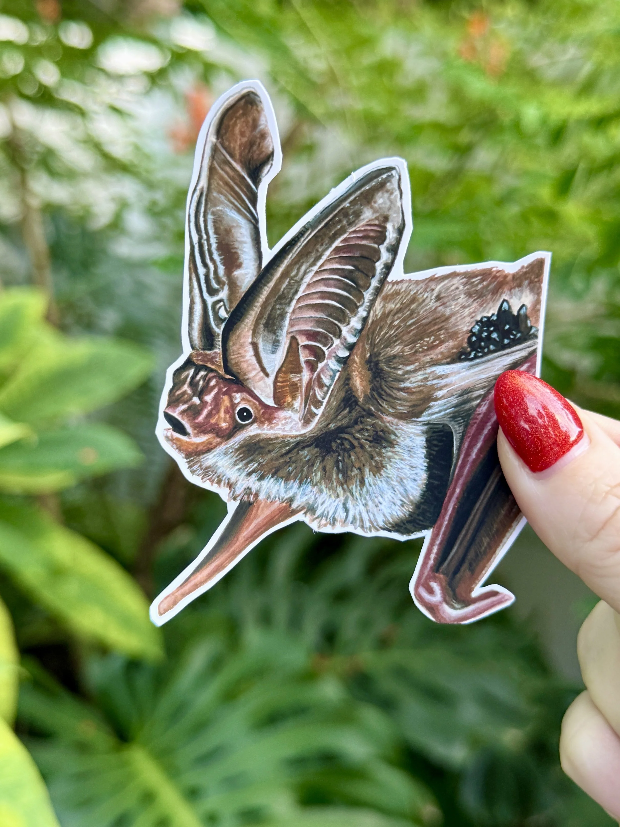 Rafinesque's Big Eared Bat Sticker