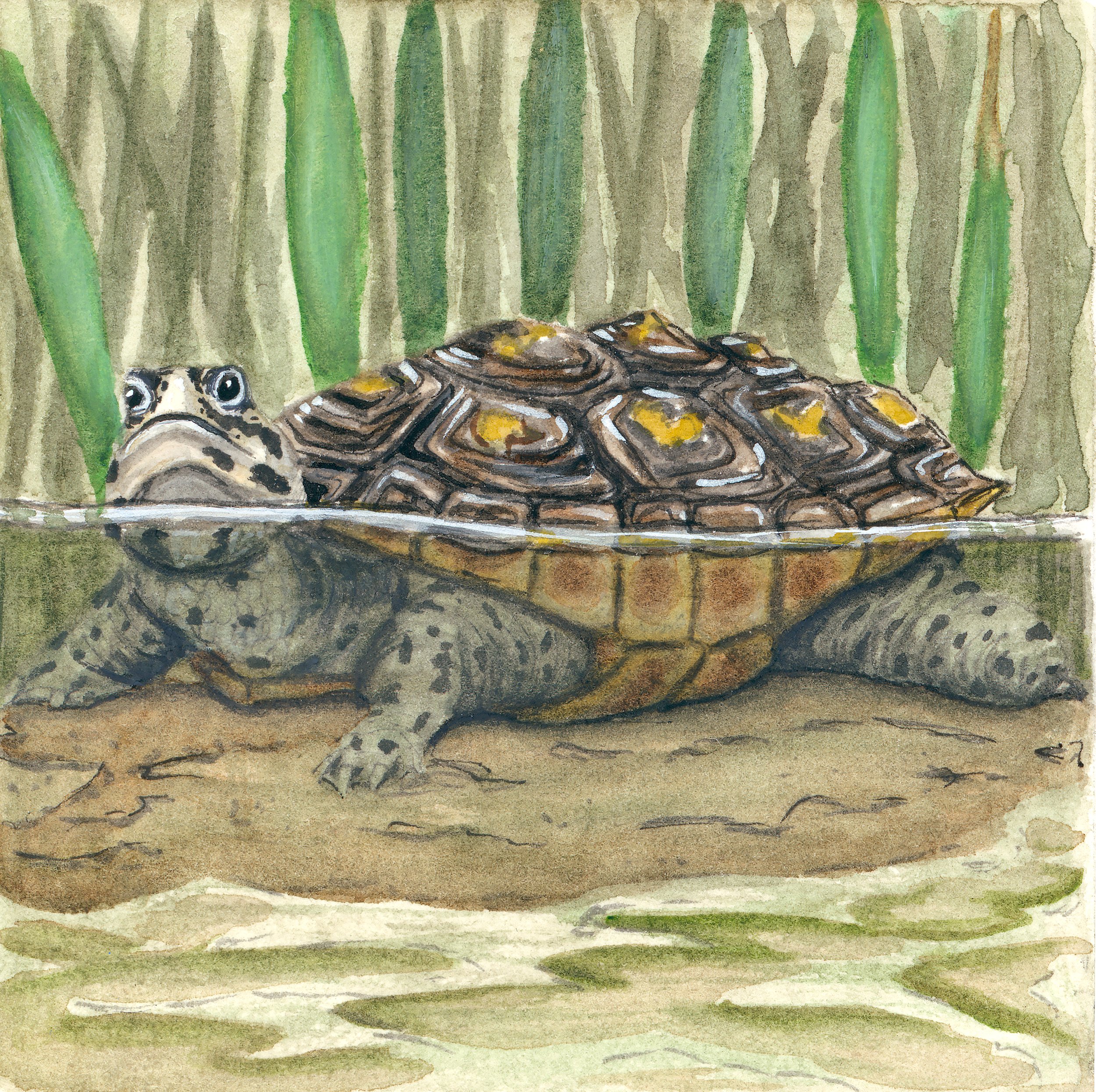 'Diamondback Terrapin', 3x3", Watercolor on Hot Press Paper