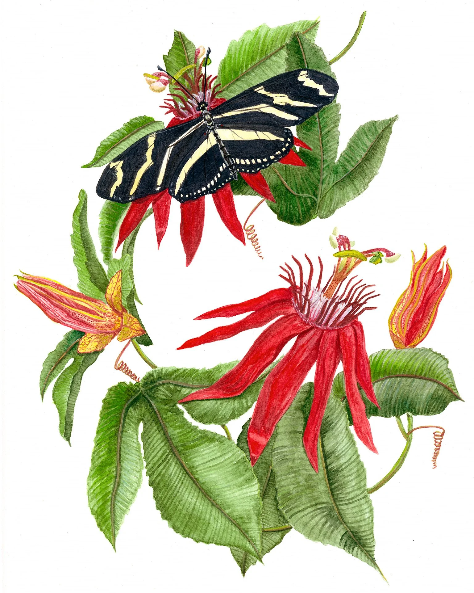 'Passion Flower', 9x12", Watercolor on Hot Press Paper