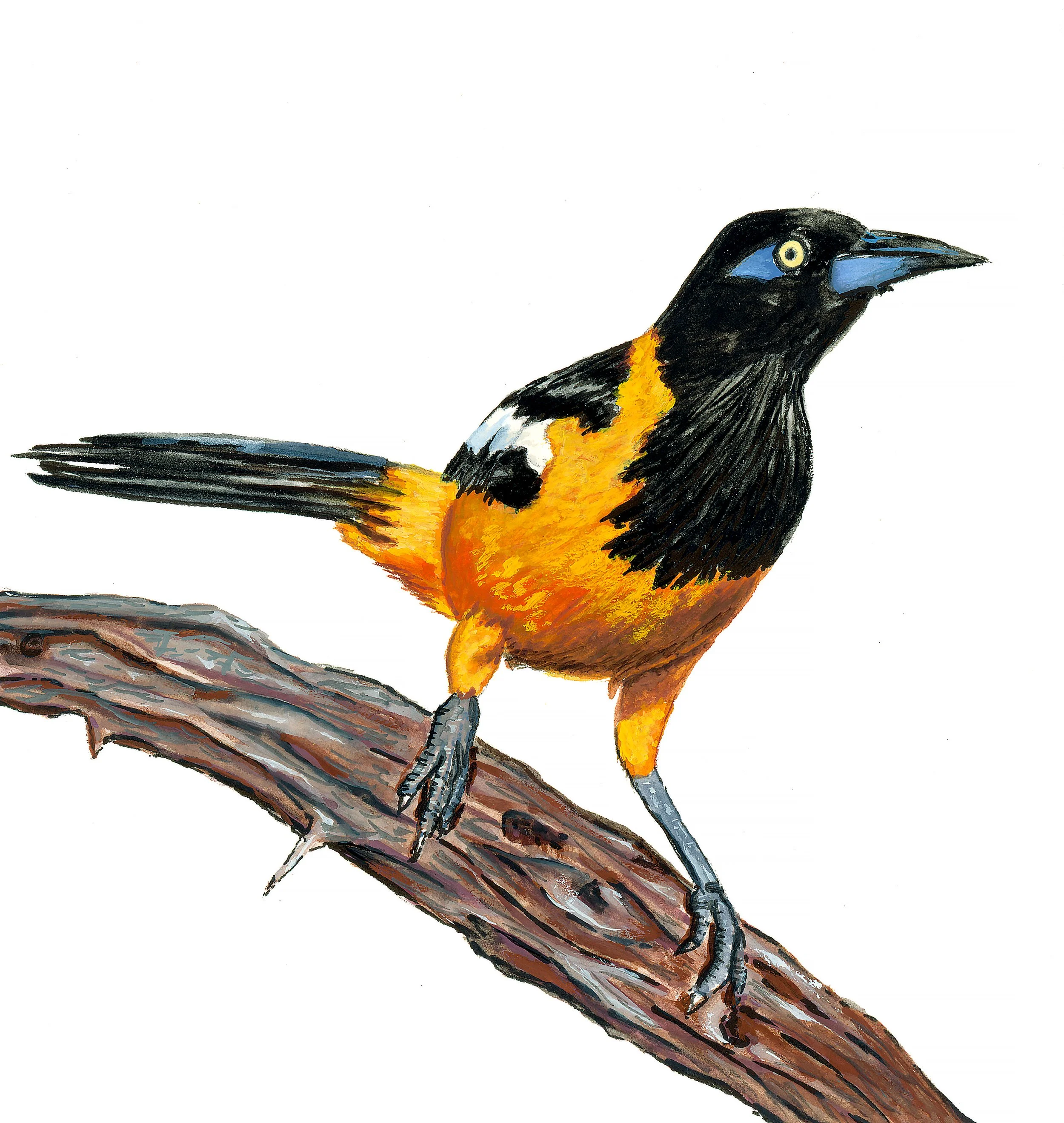 'Venezuelan Troupial', 4.5x4.5", Gouache on Hot Press Paper