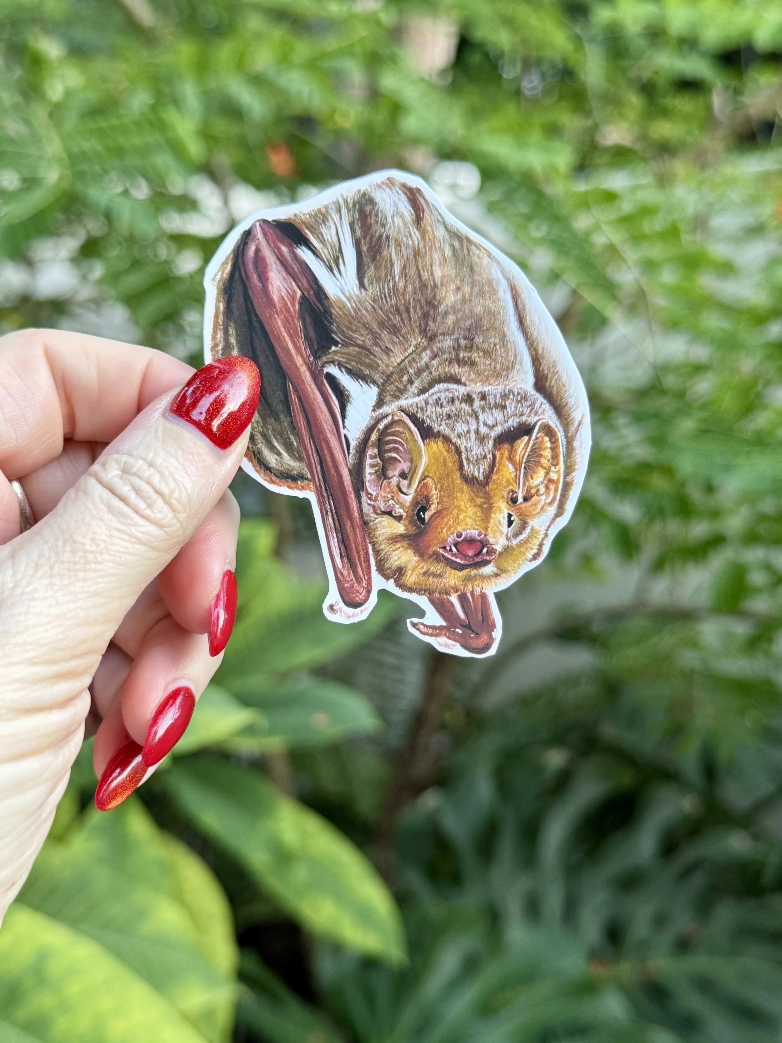 Eastern Red Bat Sticker