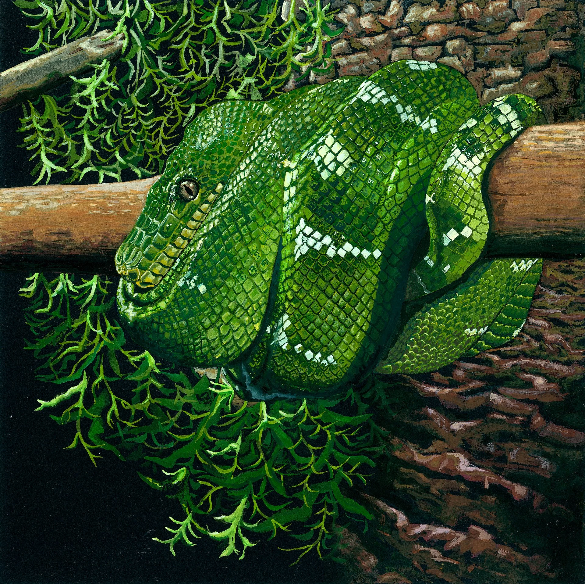 'Tree Hugger', 9x9", Gouache on Black Hot Press Paper