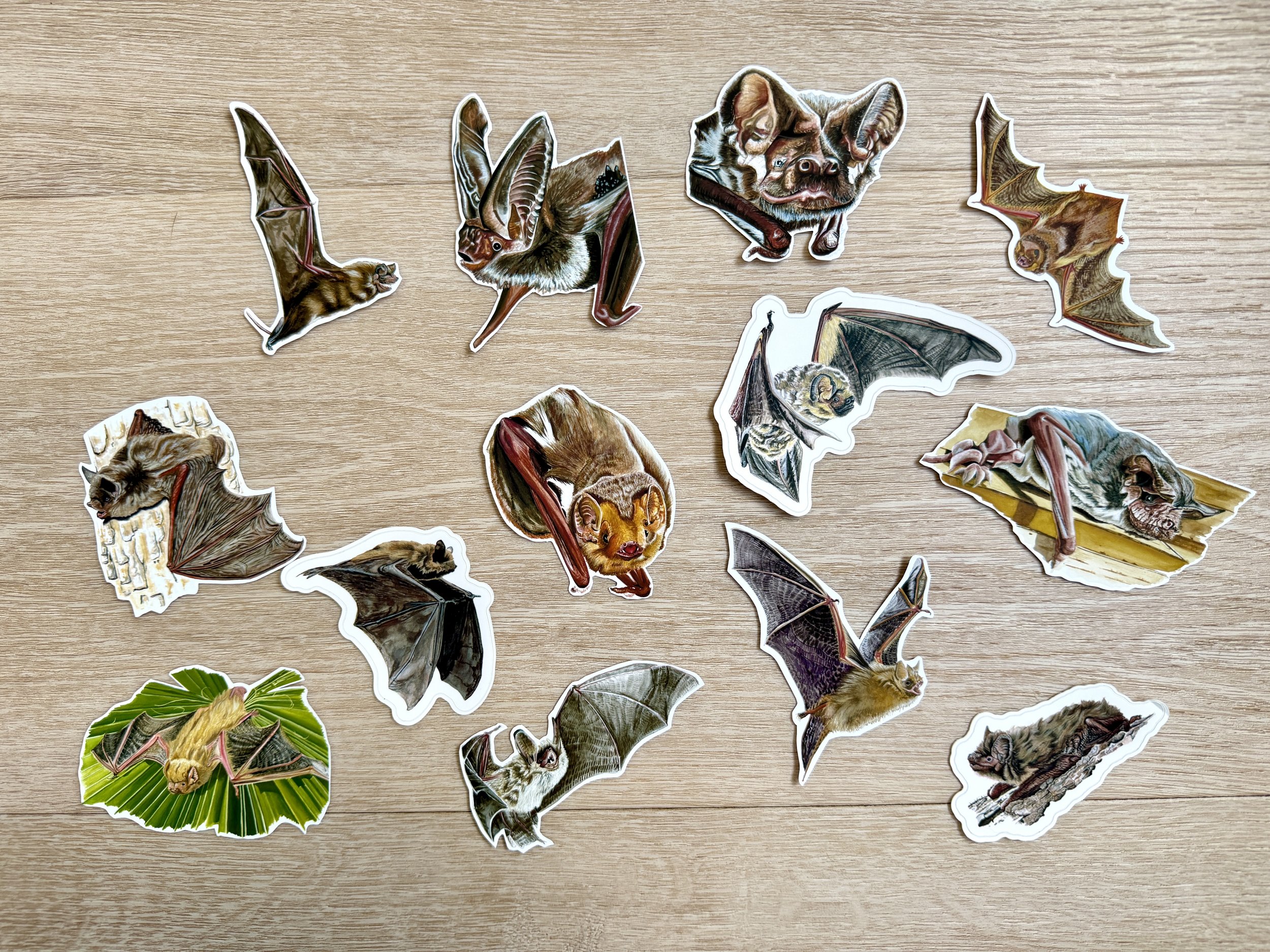 Florida Bats Sticker Bundle