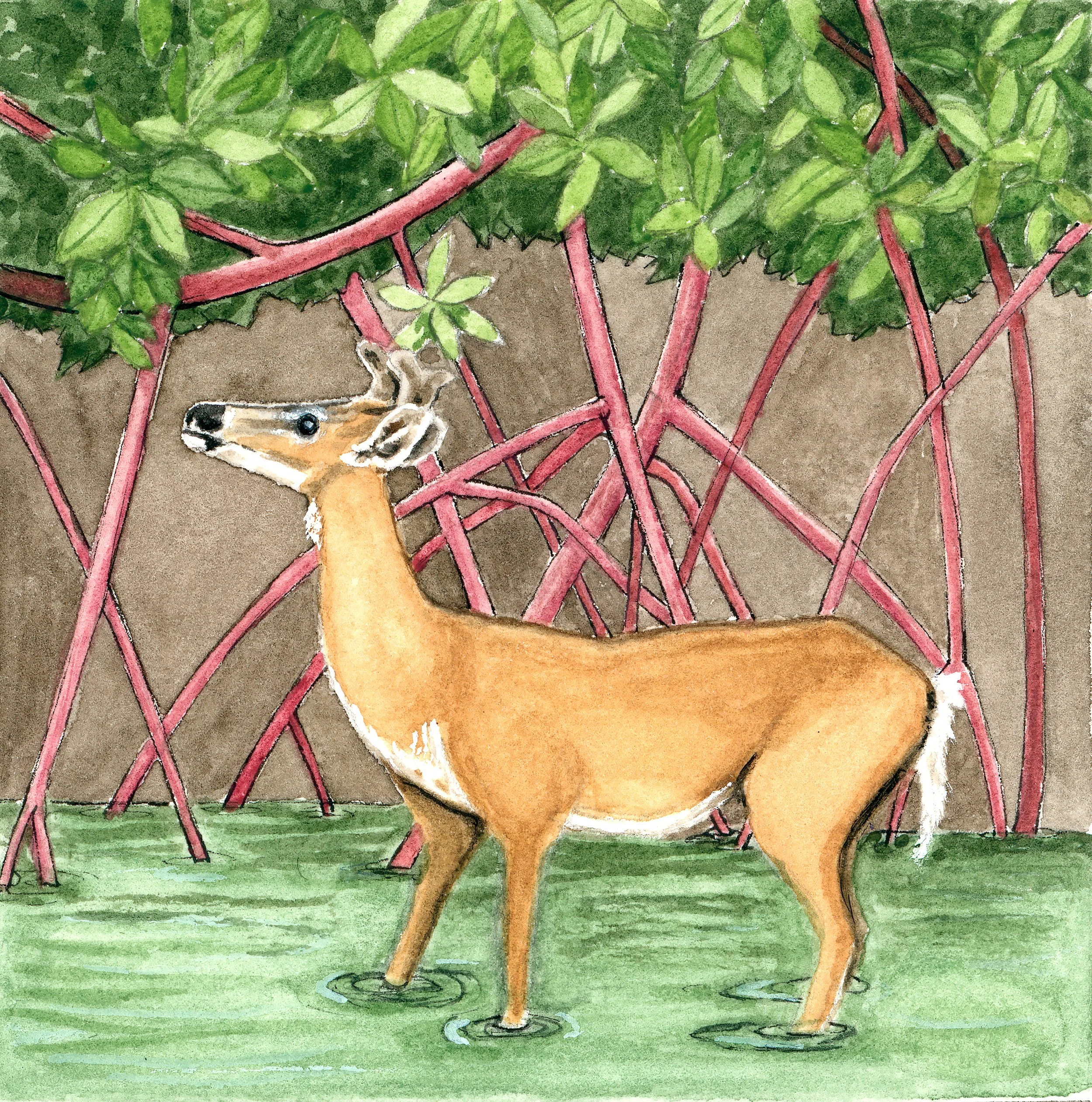 'Key Deer', 3x3", Watercolor on Hot Press Paper